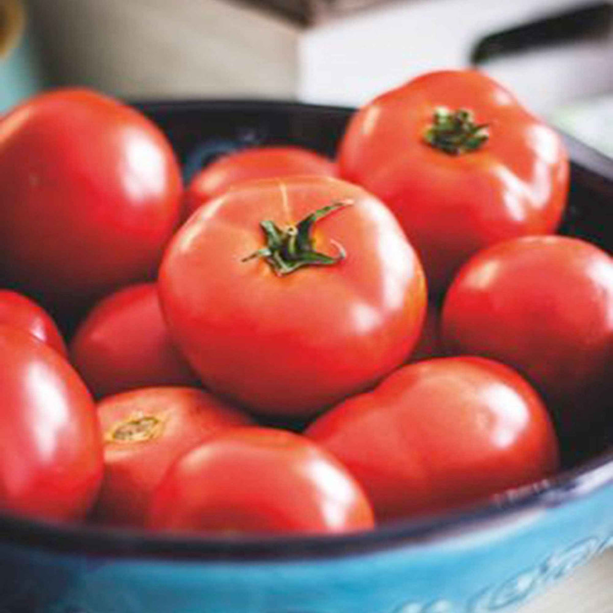 Tomate Moneymaker - Solanum lycopersicum moneymaker - Potager