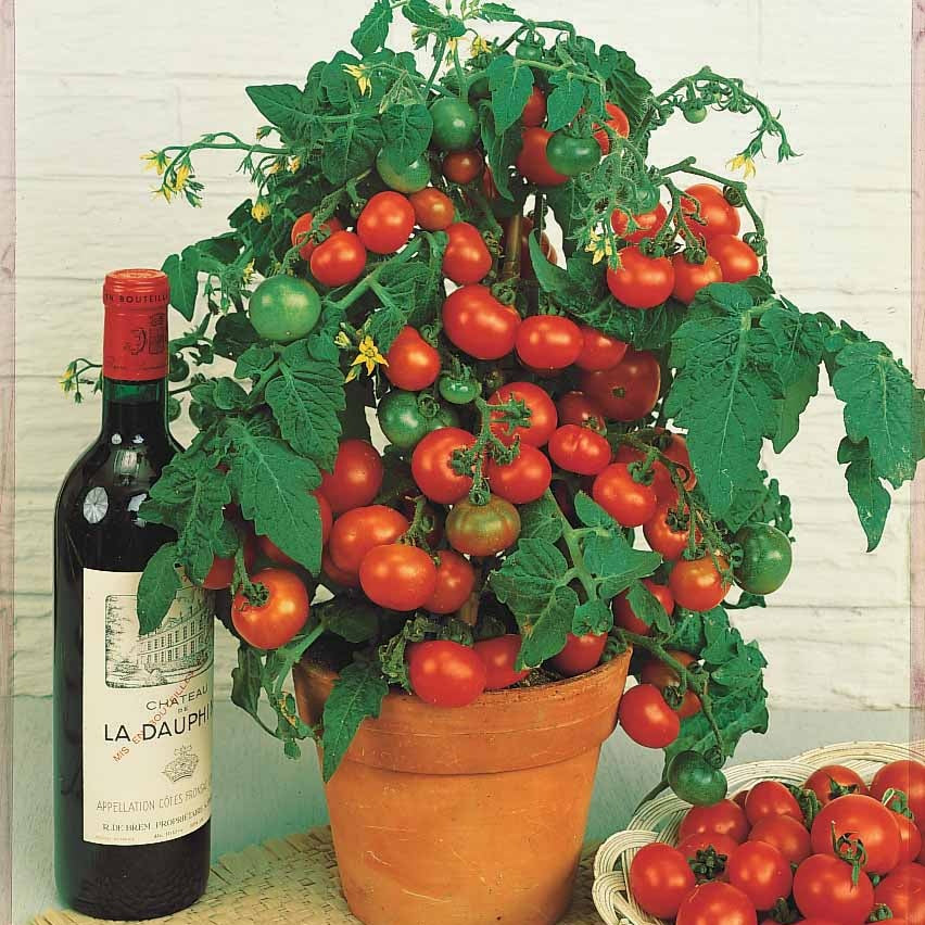 Tomate cerise Tiny Tim - Solanum lycopersicum tiny tim - Graines de fruits et légumes