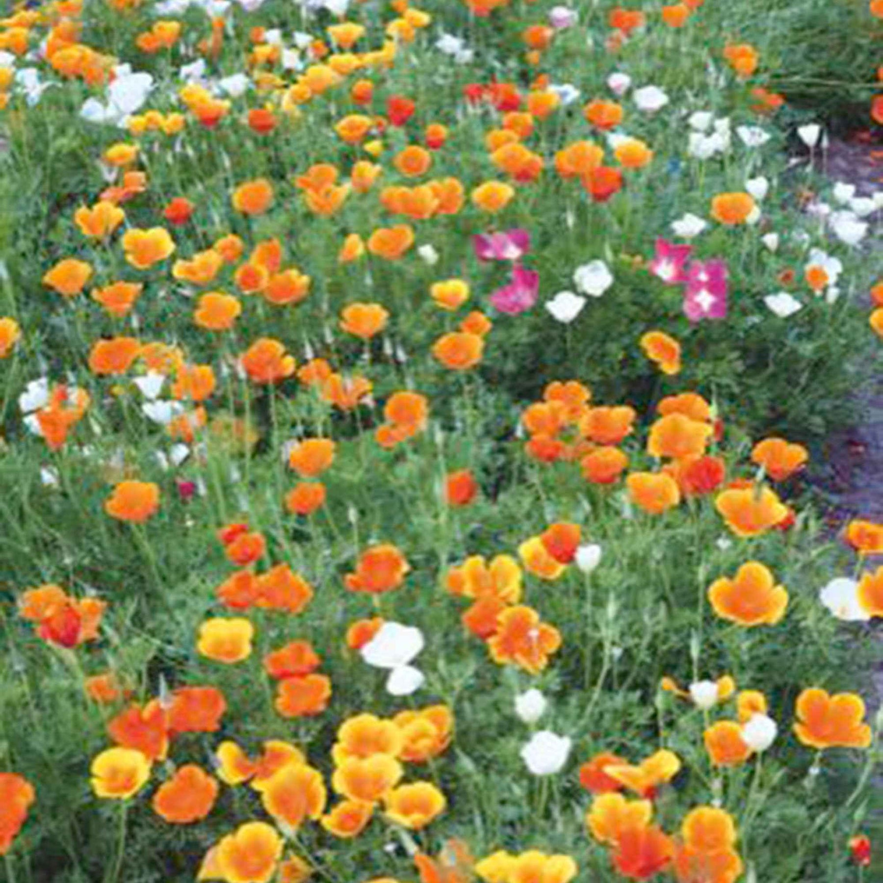 Pavot de Californie à fleurs simples en mélange - Eschscholzia californica - Potager