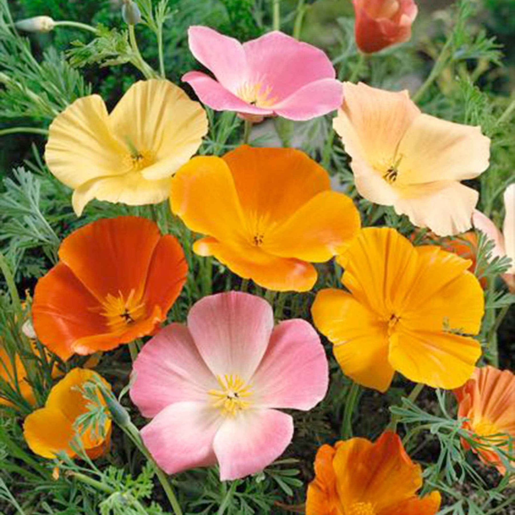 Pavot de Californie à fleurs simples en mélange - Eschscholzia californica - Graines de fleurs