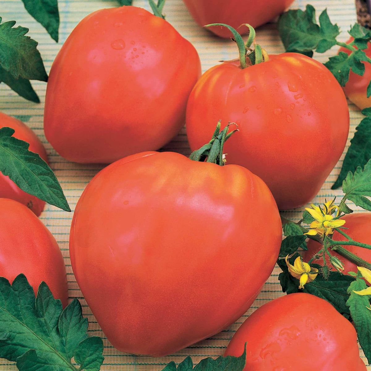 Tomate Coeur de boeuf - Solanum lycopersicum coeur de boeuf - Tomates