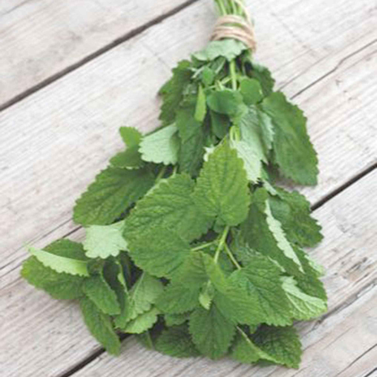 Mélisse citronnelle Citrina Bio - Melissa officinalis citrina - Willemse