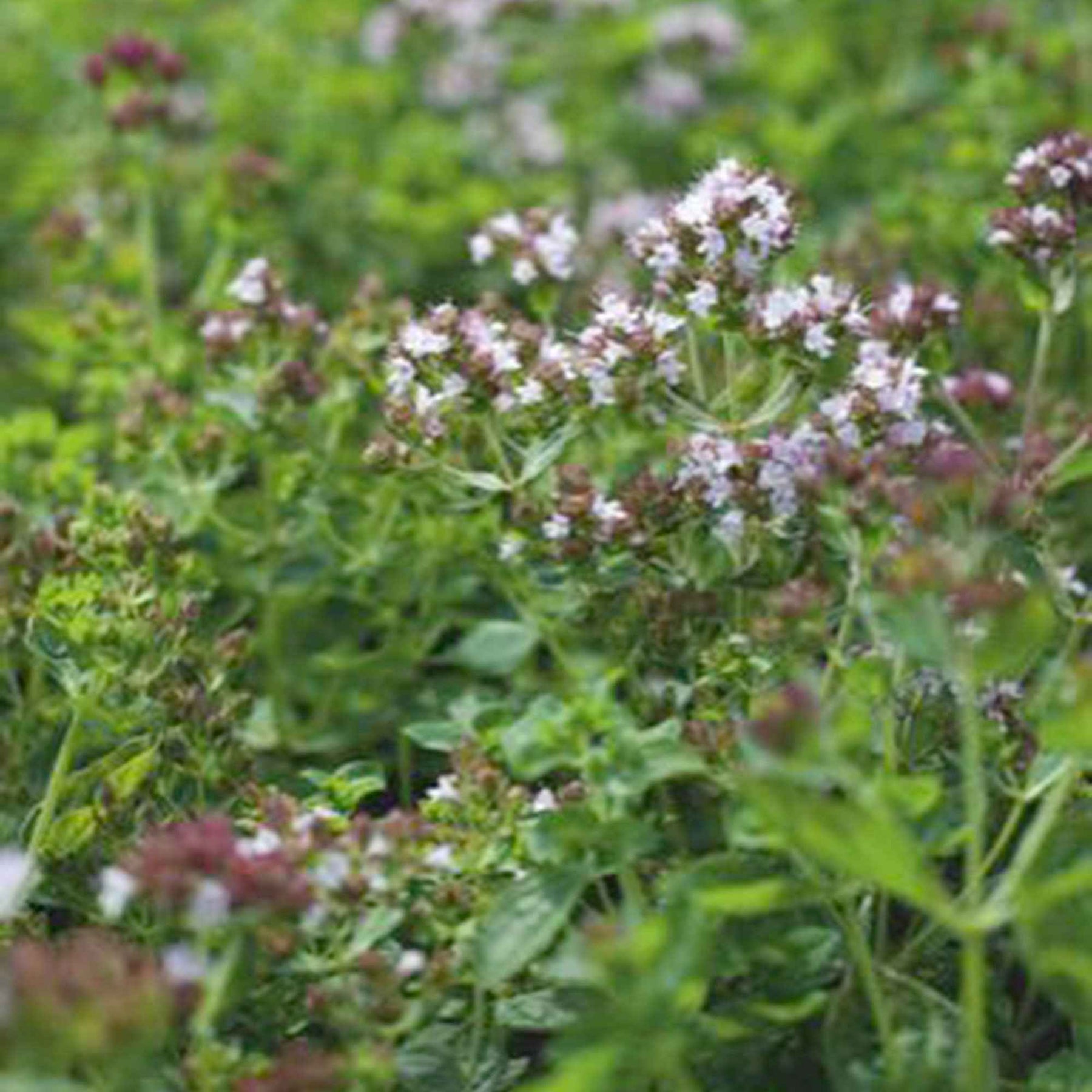 Origan - Marjolaine vivace Bio - Origanum vulgaris - Potager