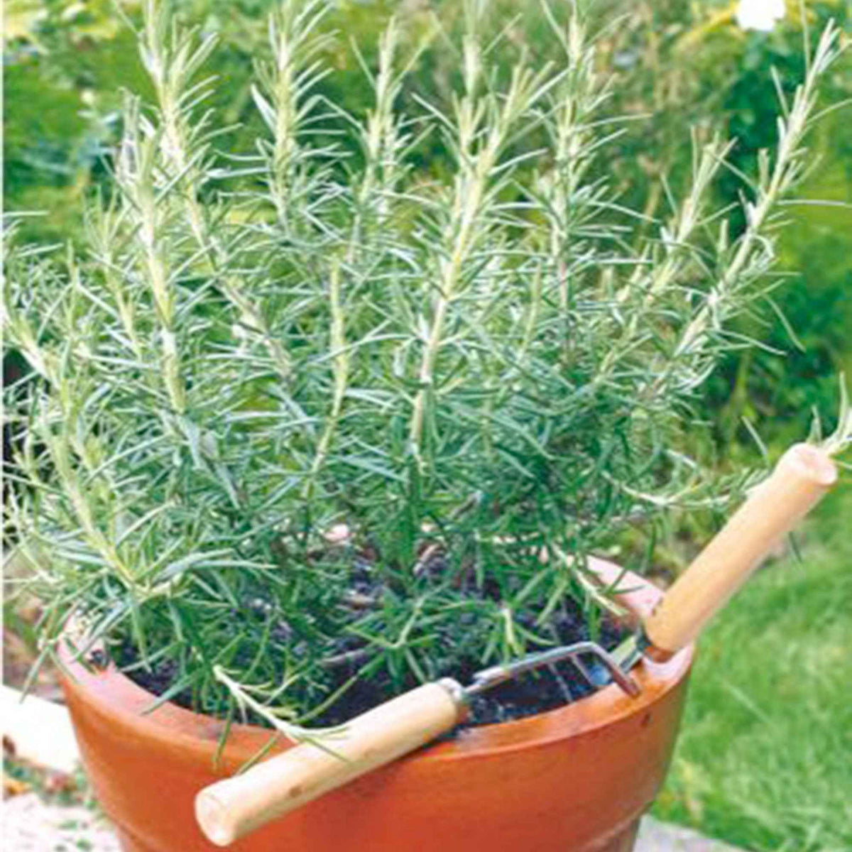 Romarin - Rosmarinus officinalis - Willemse