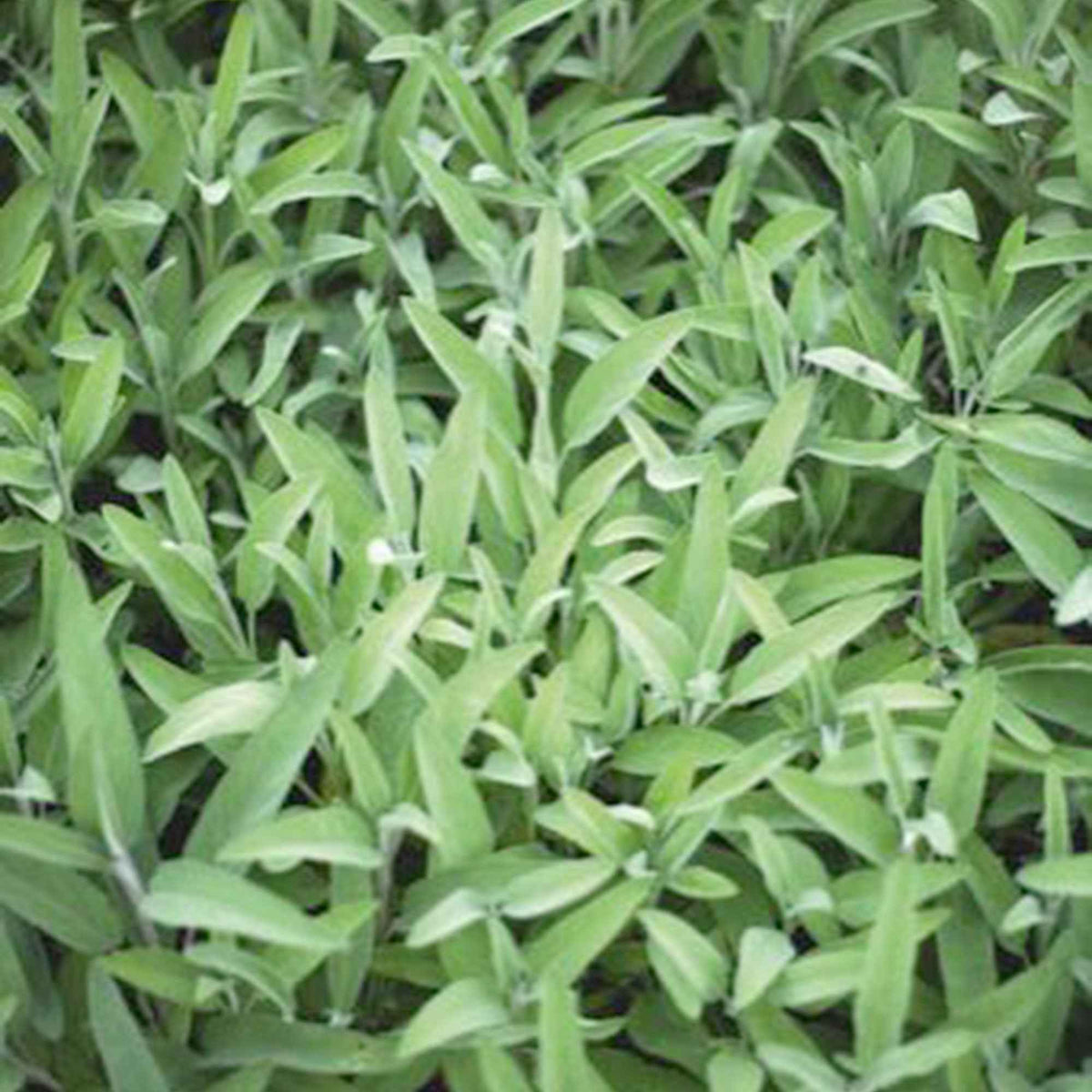 Sauge officinale Fanni Bio - Salvia officinalis fanni - Potager