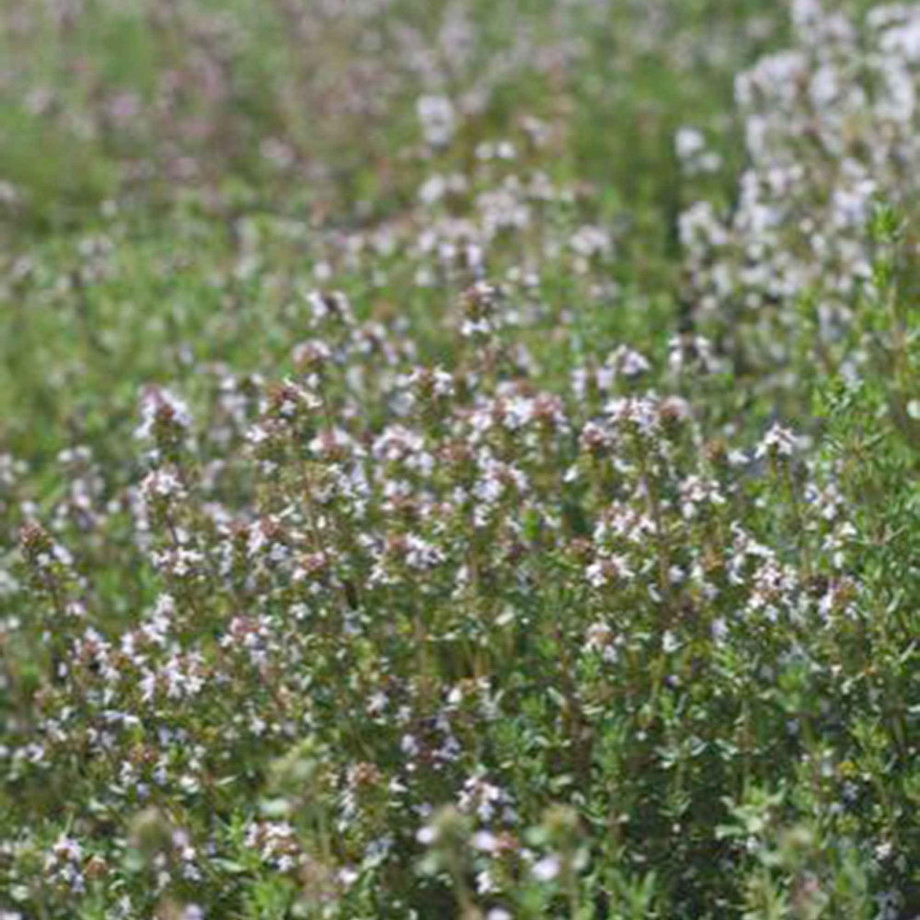 Thym d´été - Thymus vulgaris - Graines de fruits et légumes