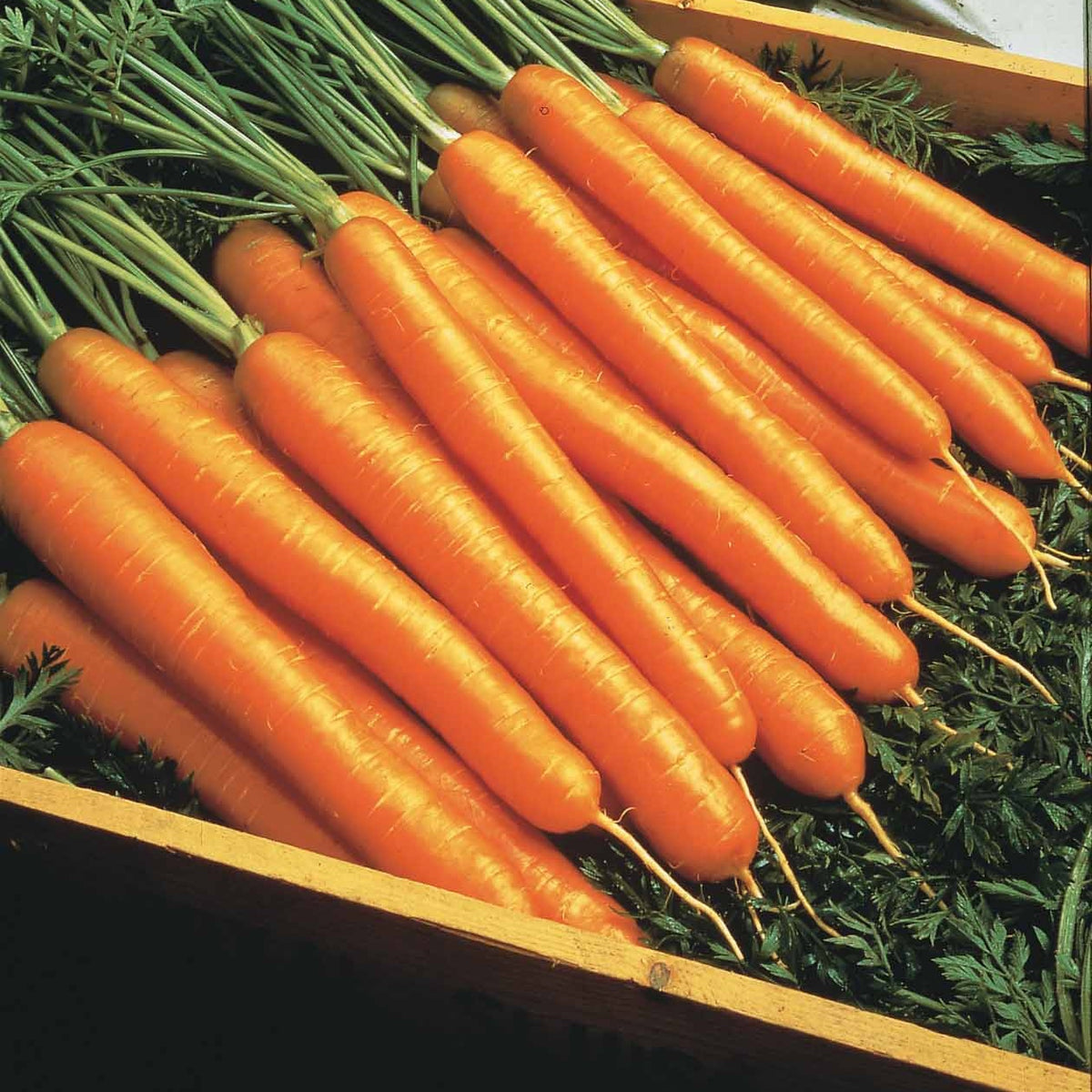 Carotte Nantaise améliorée 2 race Forto demi-longue - Daucus carota nantaise améliorée 2 race forto - Willemse