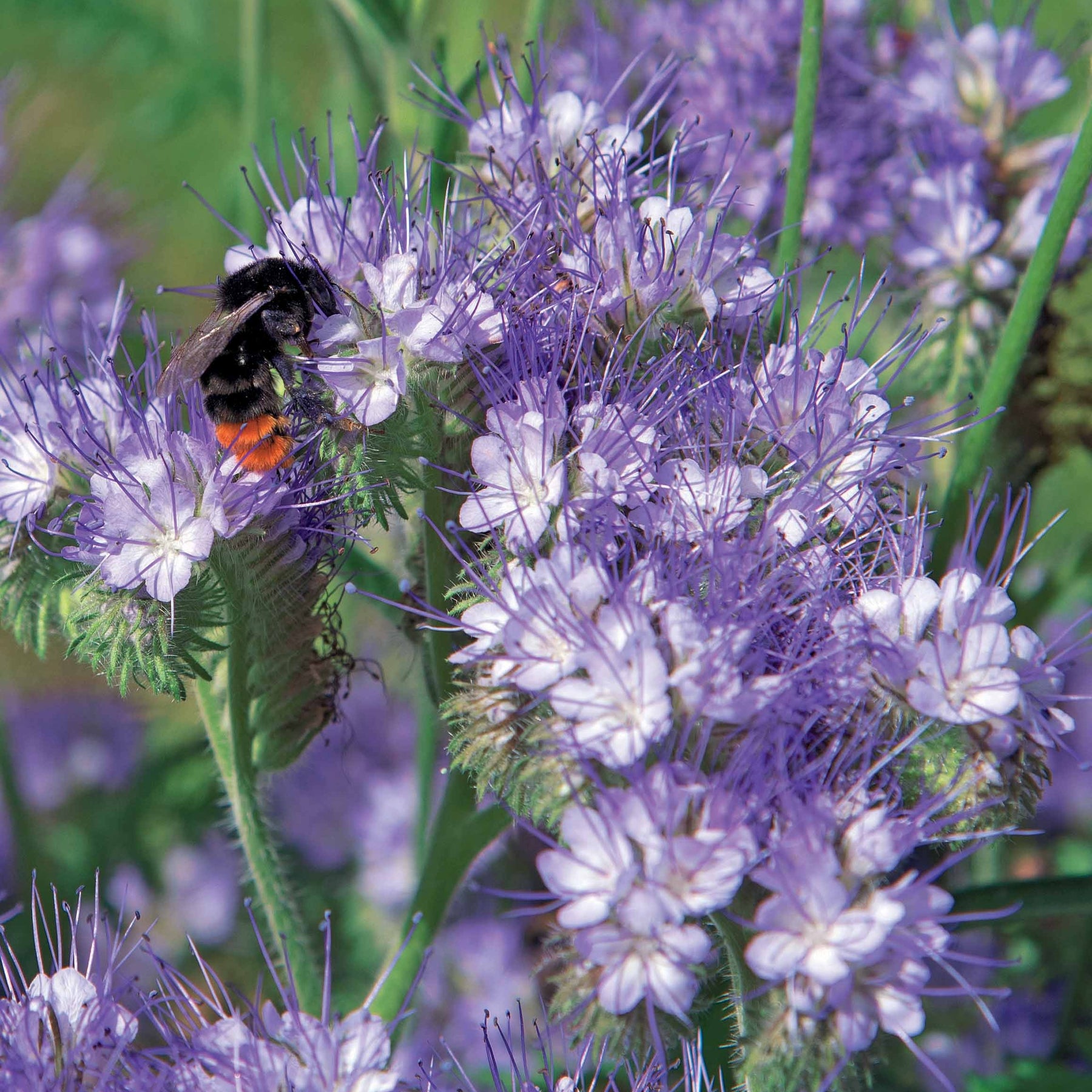 Phacélie - Phacelia tanacetifolia - Graines de fleurs