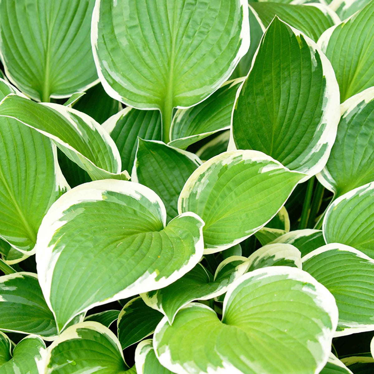 Hosta Patriot - Hosta hybride patriot - Willemse