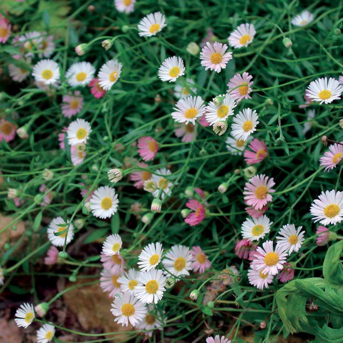 Vergerette - Erigeron karvinskianus - Erigeron karvinskianus Blutenmeer - Willemse