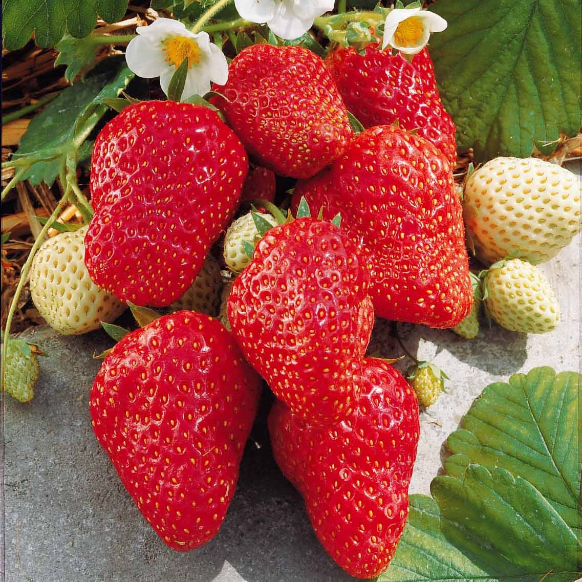 Fraisier grimpant et remontants Mount Everest - Fragaria x ananassa Mount Everest - Willemse