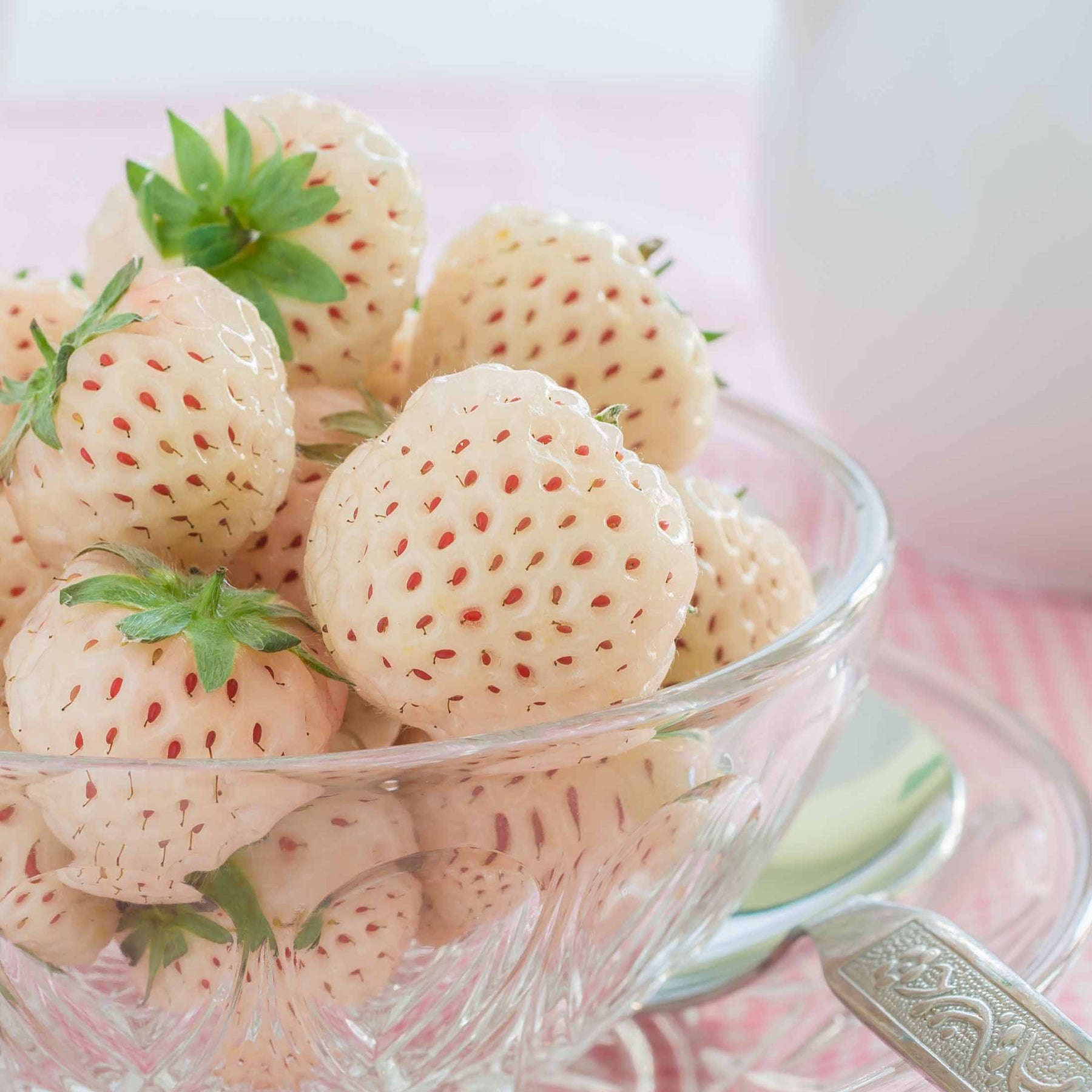 2 Fraisiers Pineberry White Dream ® - Fragaria pineberry white dream ® - Fruitiers Arbres et arbustes