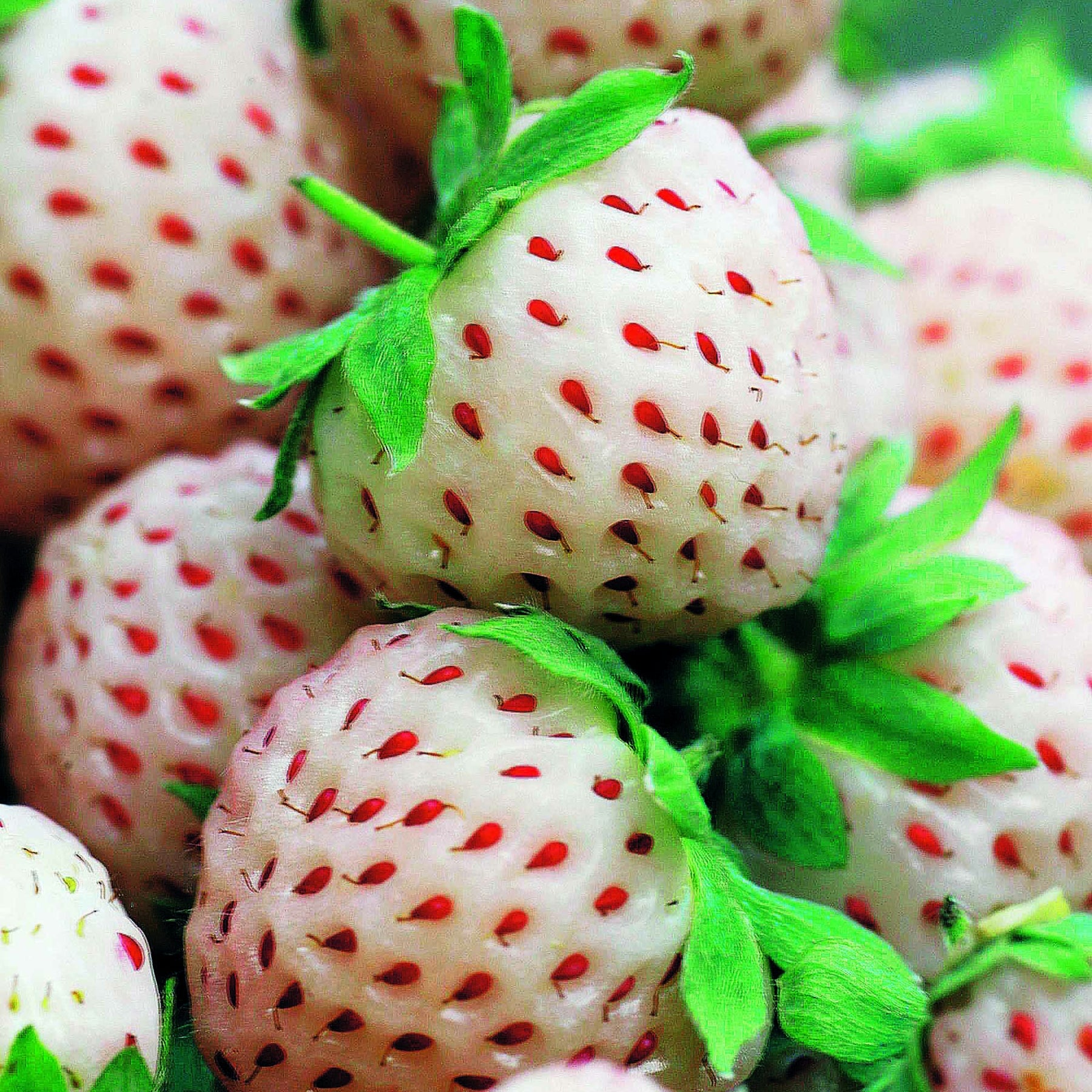 2 Fraisiers Pineberry White Dream ® - Fragaria pineberry white dream ® - Fraisiers