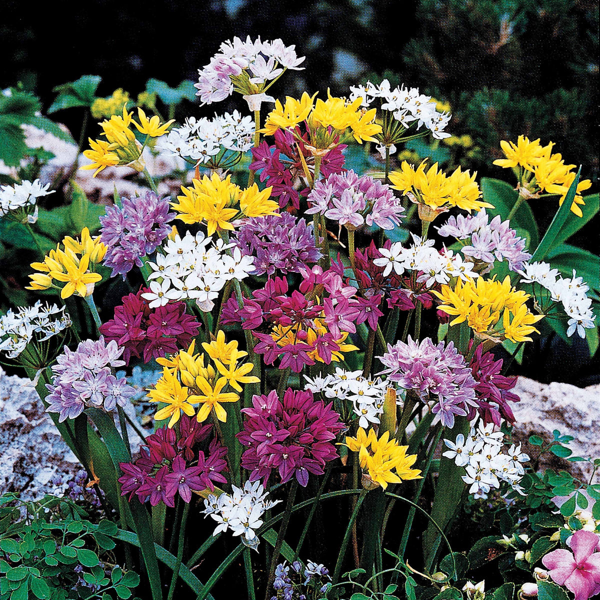 25 Alliums décoratifs en mélange - Allium - Bulbes à fleurs