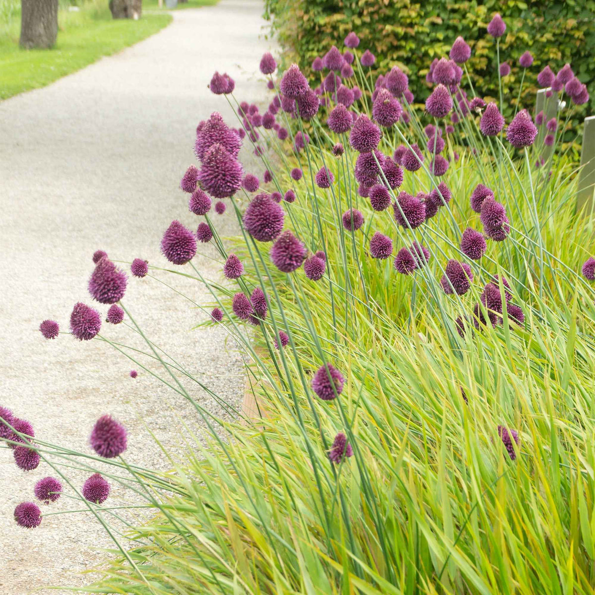 25 Alliums à tête ronde - Allium sphaerocephalon - Willemse