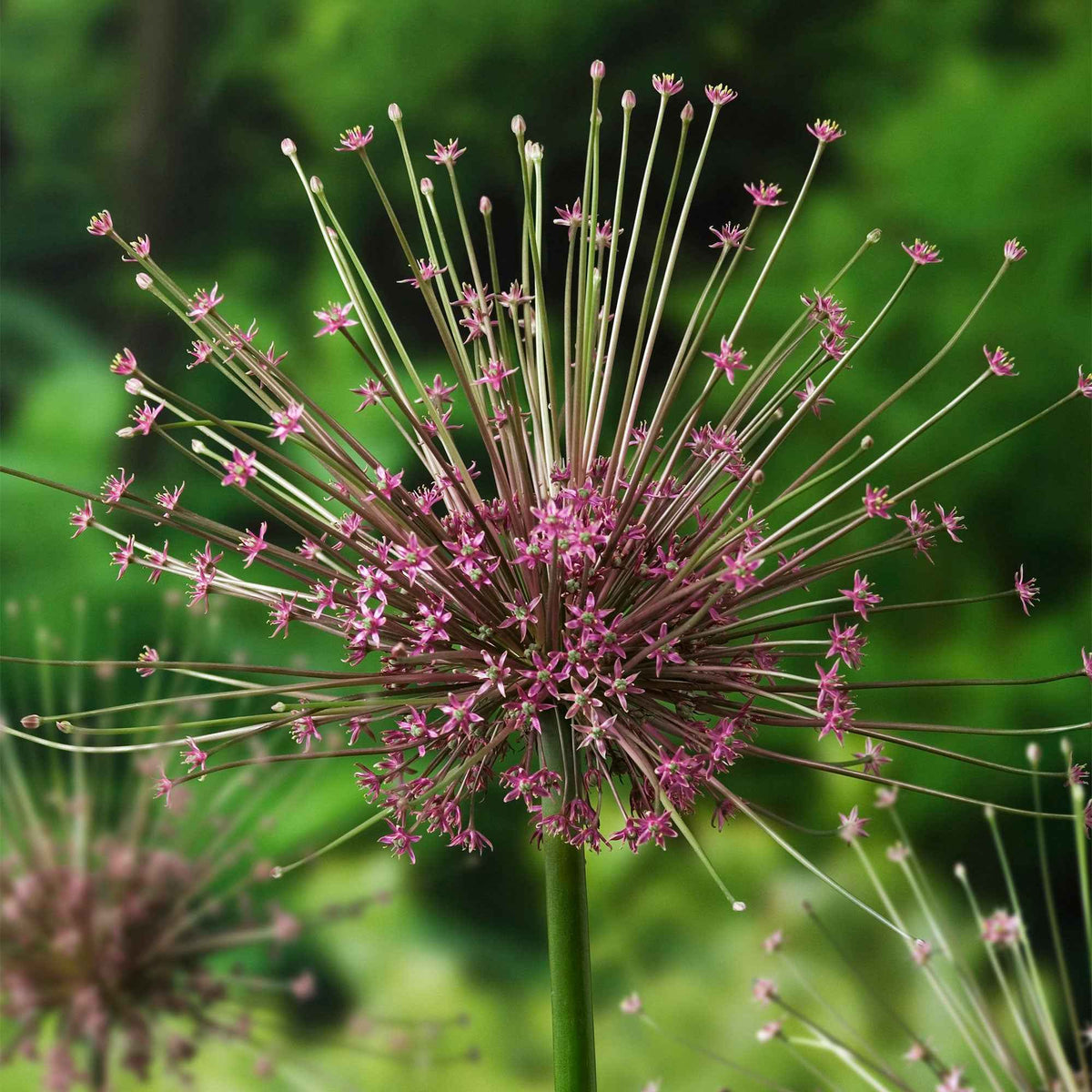 5 Alliums Schubertii - Allium schubertii - Willemse