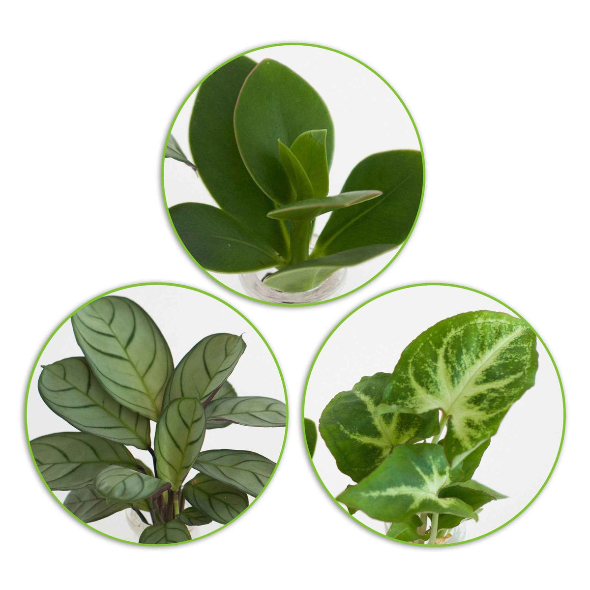 Mélange hydroponie et ses 3 vases - Syngonium 'Pixie', Clusia 'Princess', Ctenanthe 'Amagris' - Willemse