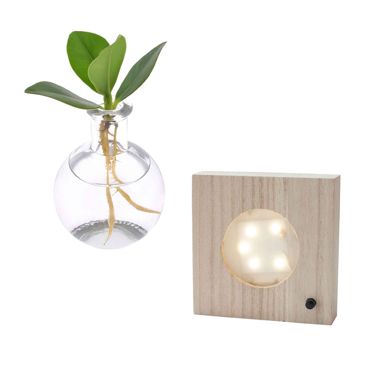 Clusia Samoa et son vase avec LED - Clusia samoa - Willemse