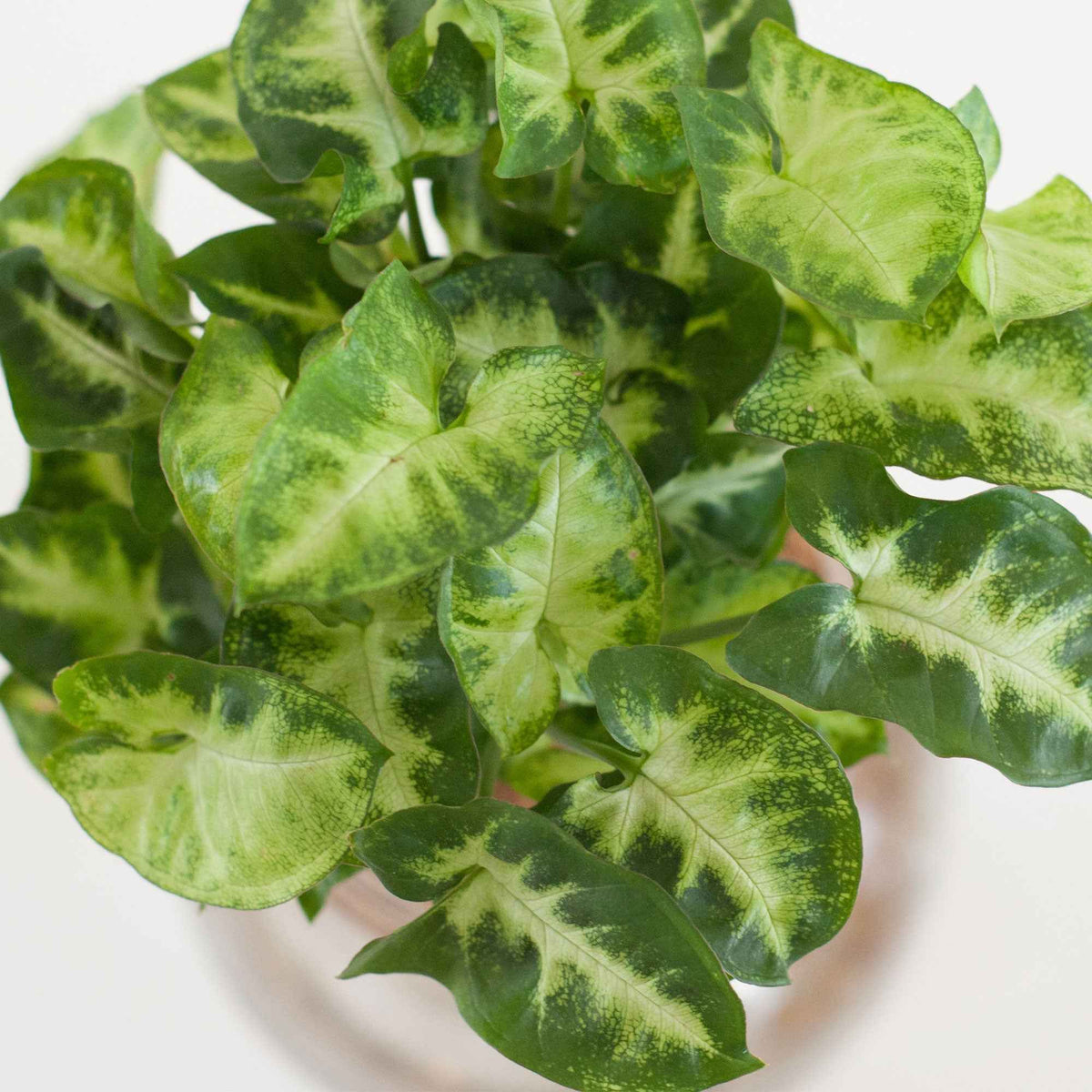 Syngonium et son ampoule vase - Syngonium - Willemse