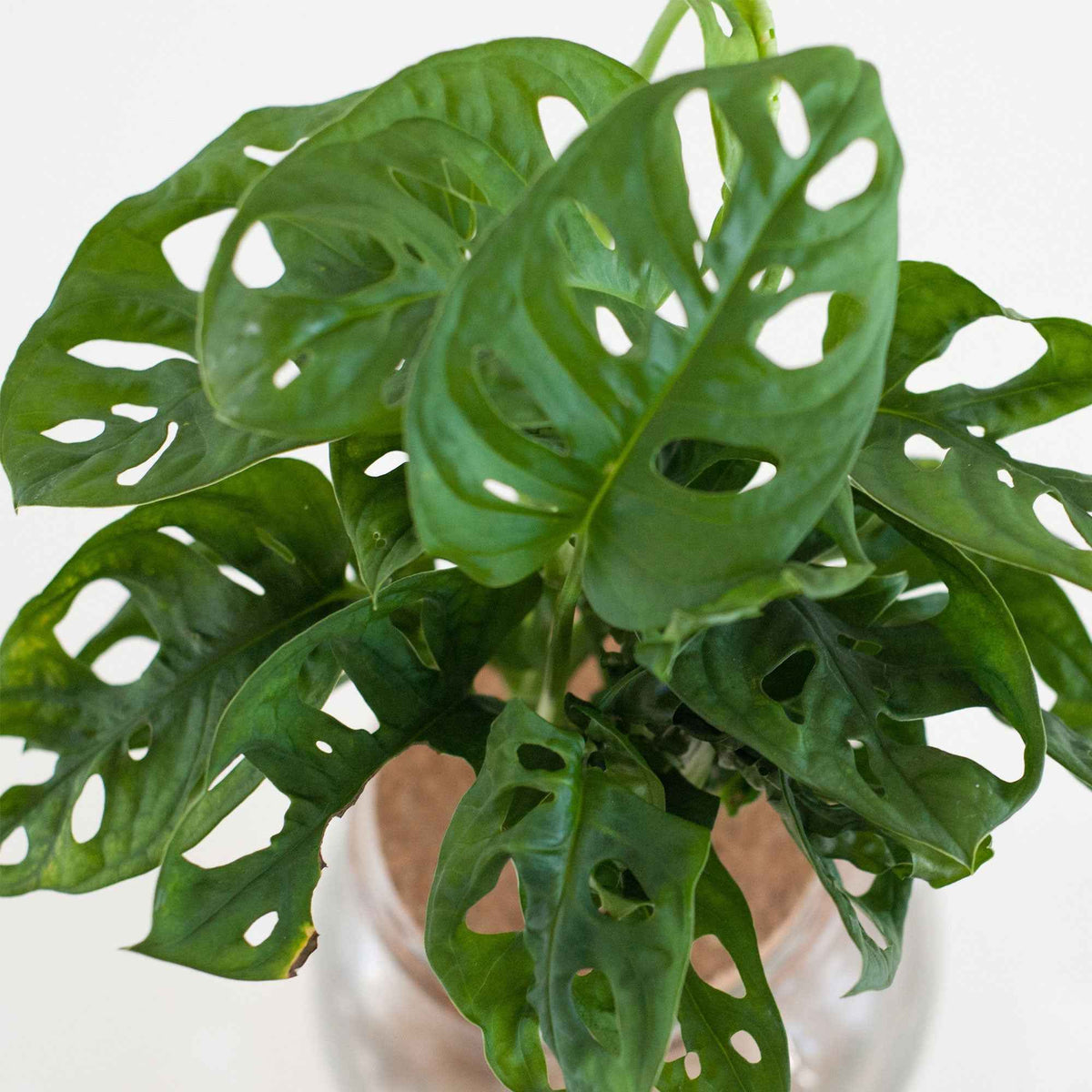 Monstera et son ampoule vase - Monstera - Willemse