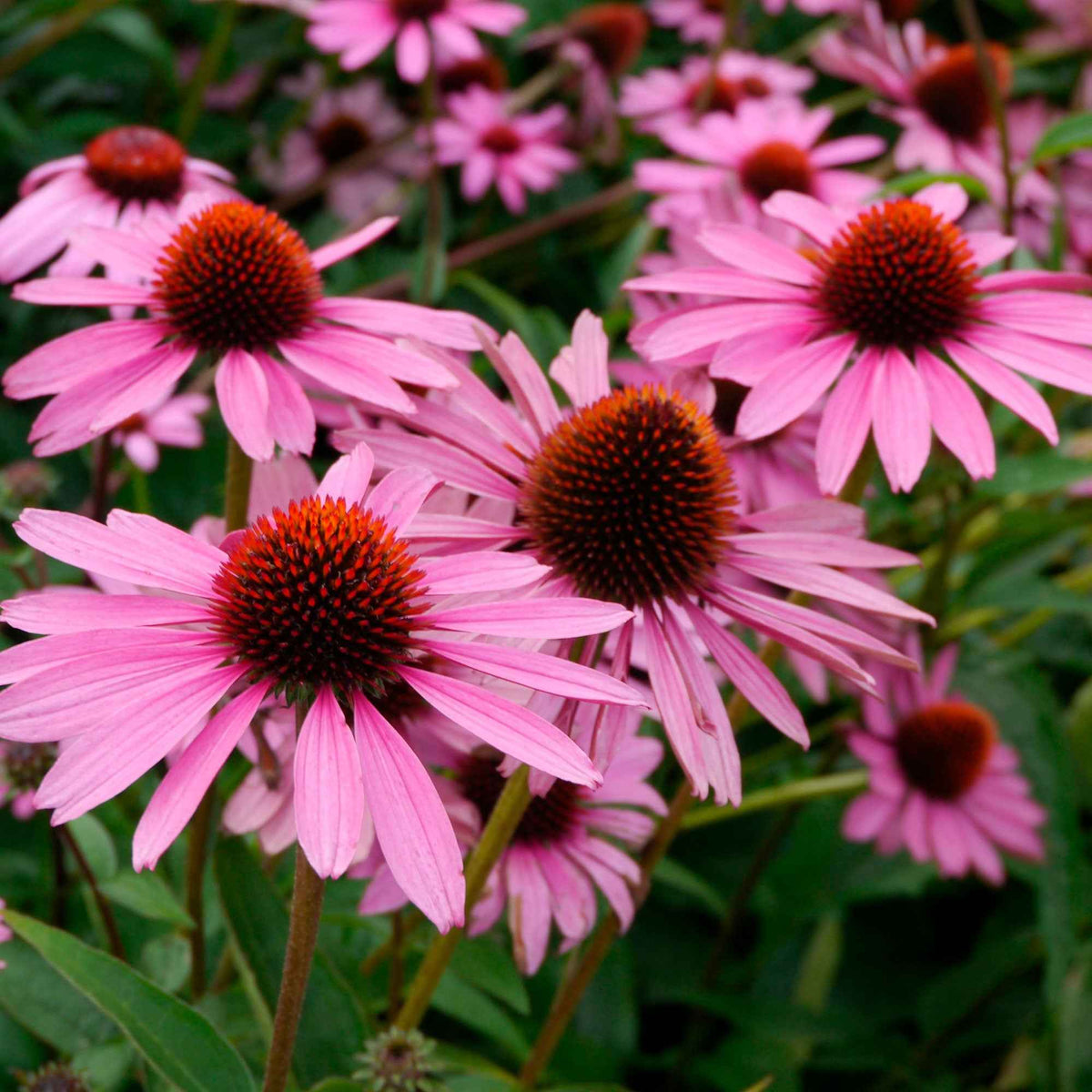 Echinacée pourpre Magnus Superior - Echinacea purpurea magnus superior - Willemse