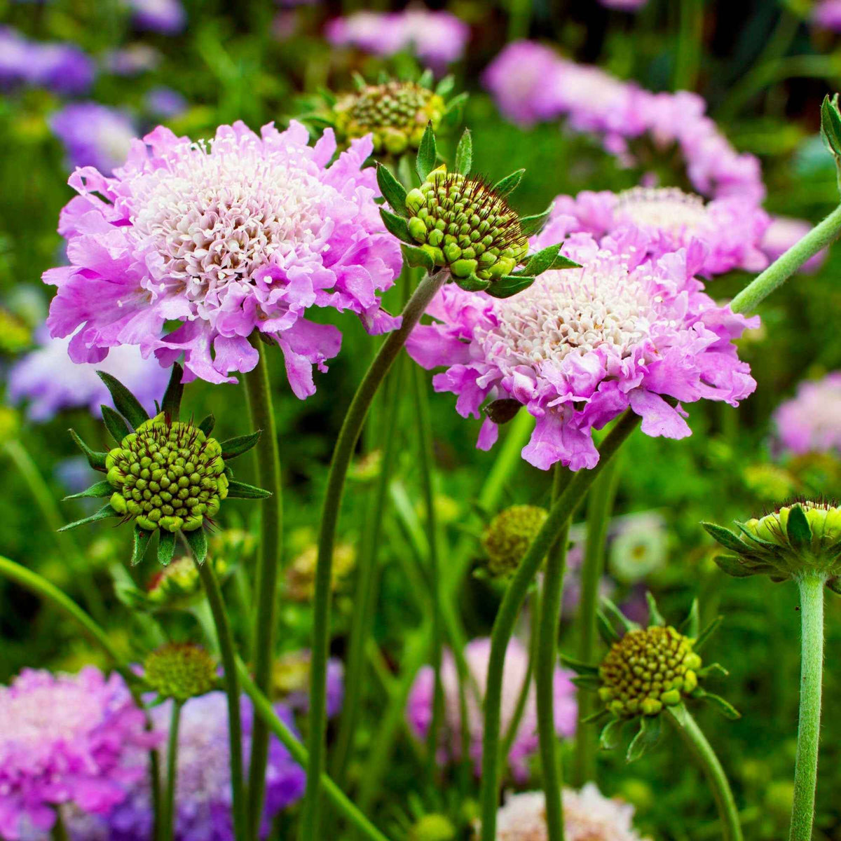 Scabieuse colombaire - Scabiosa columbaria - Willemse