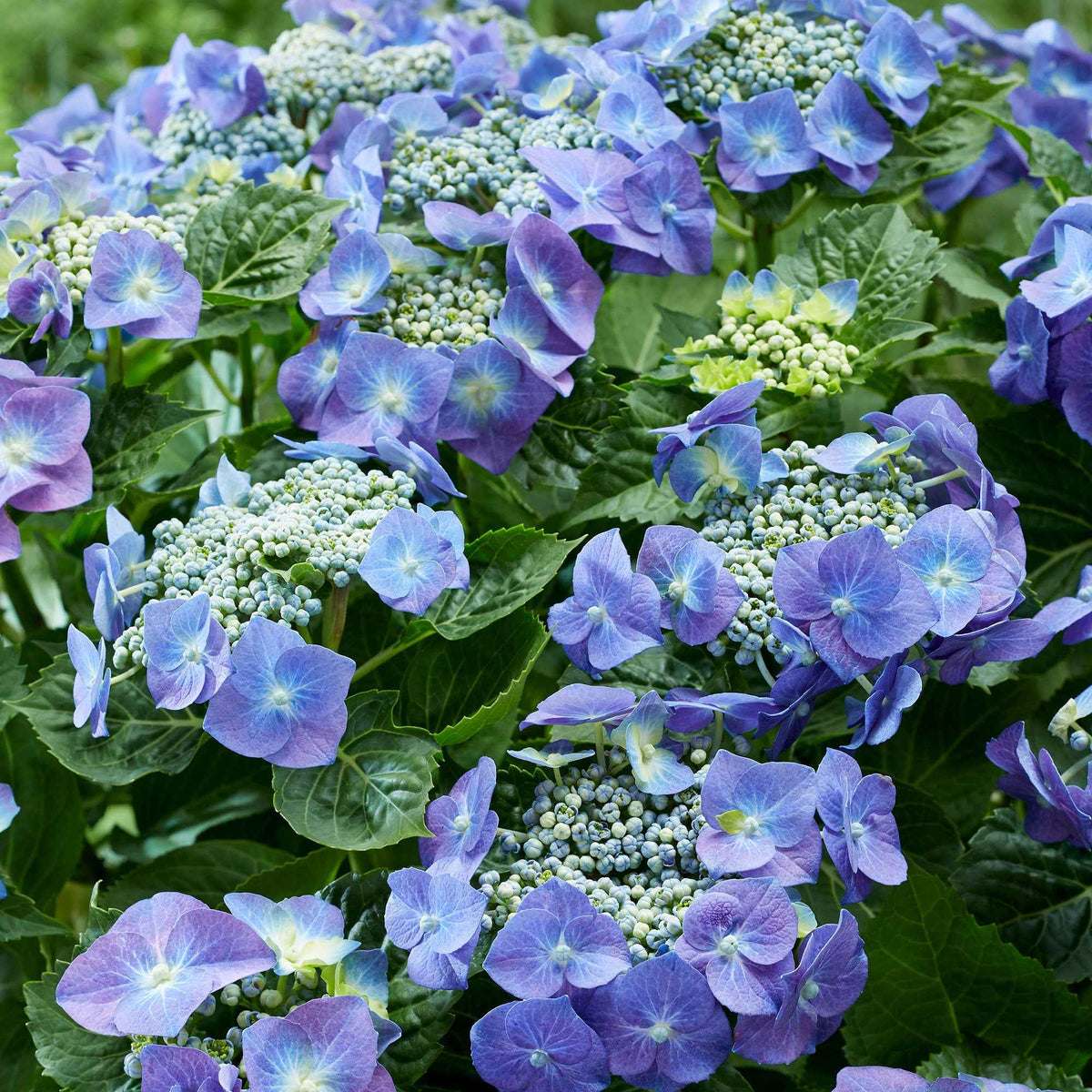 Hortensia Teller blue - Hydrangea macrophylla teller blue - Plantes