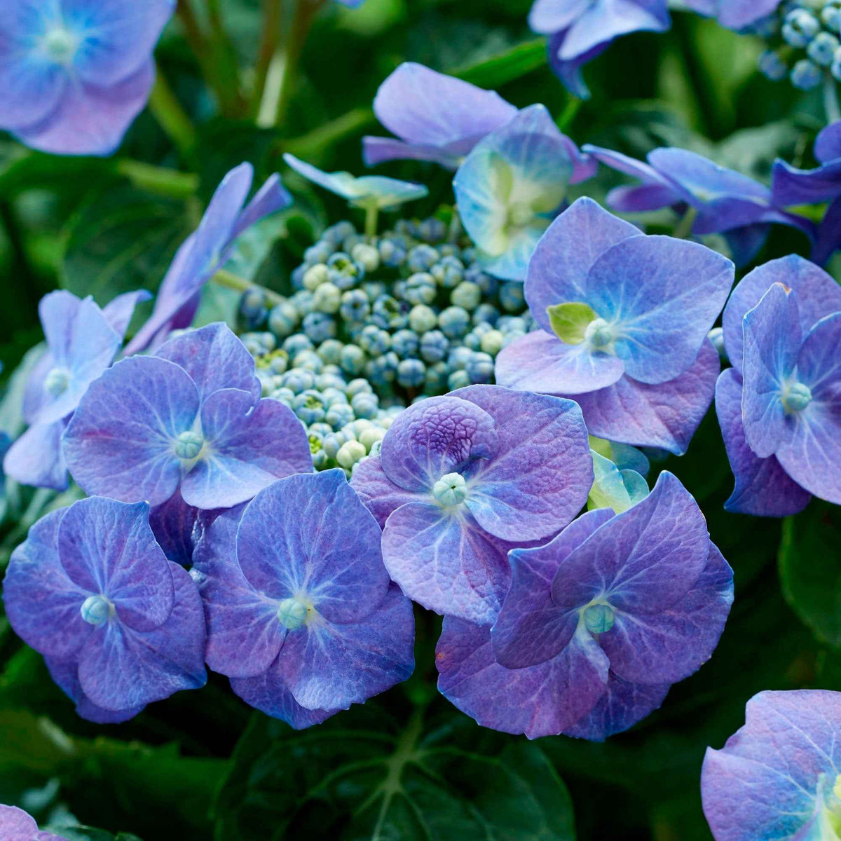 Hortensia Teller blue - Hydrangea macrophylla teller blue - Willemse
