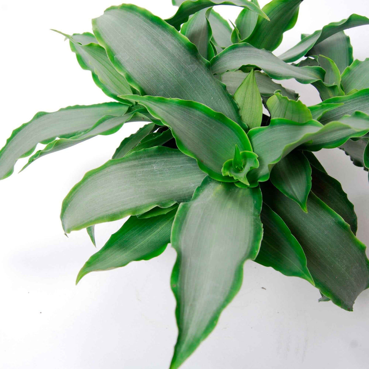 Murdannia Loriformis Bright Star - Murdannia loriformis Bright Star - Willemse