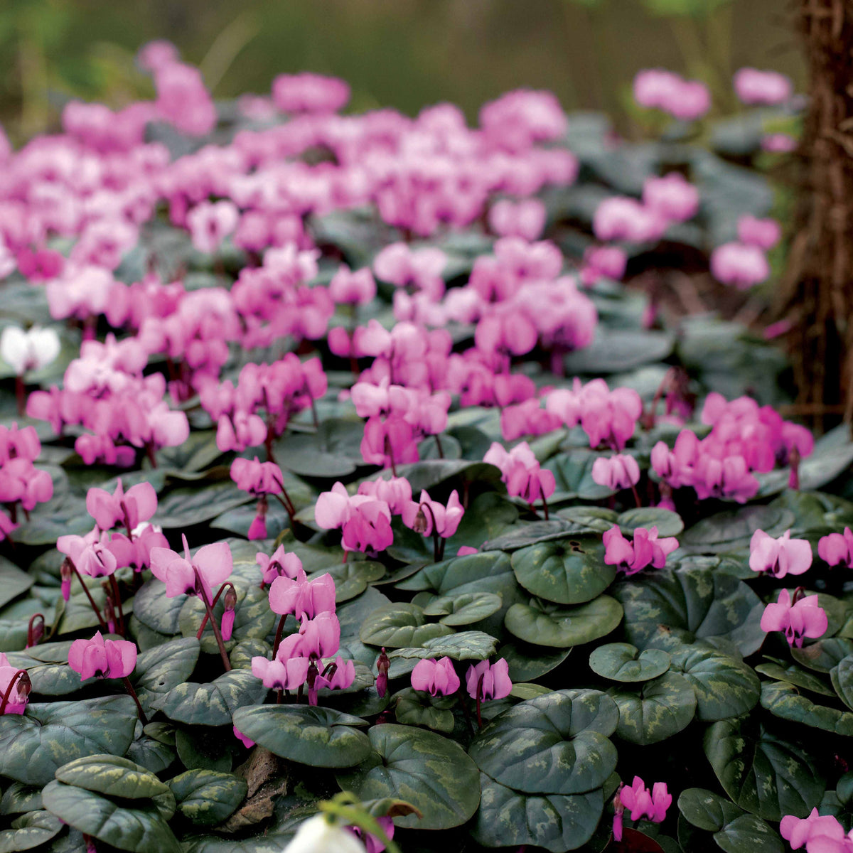 3 Cyclamens de l'île de Cos roses - Cyclamen coum - Willemse
