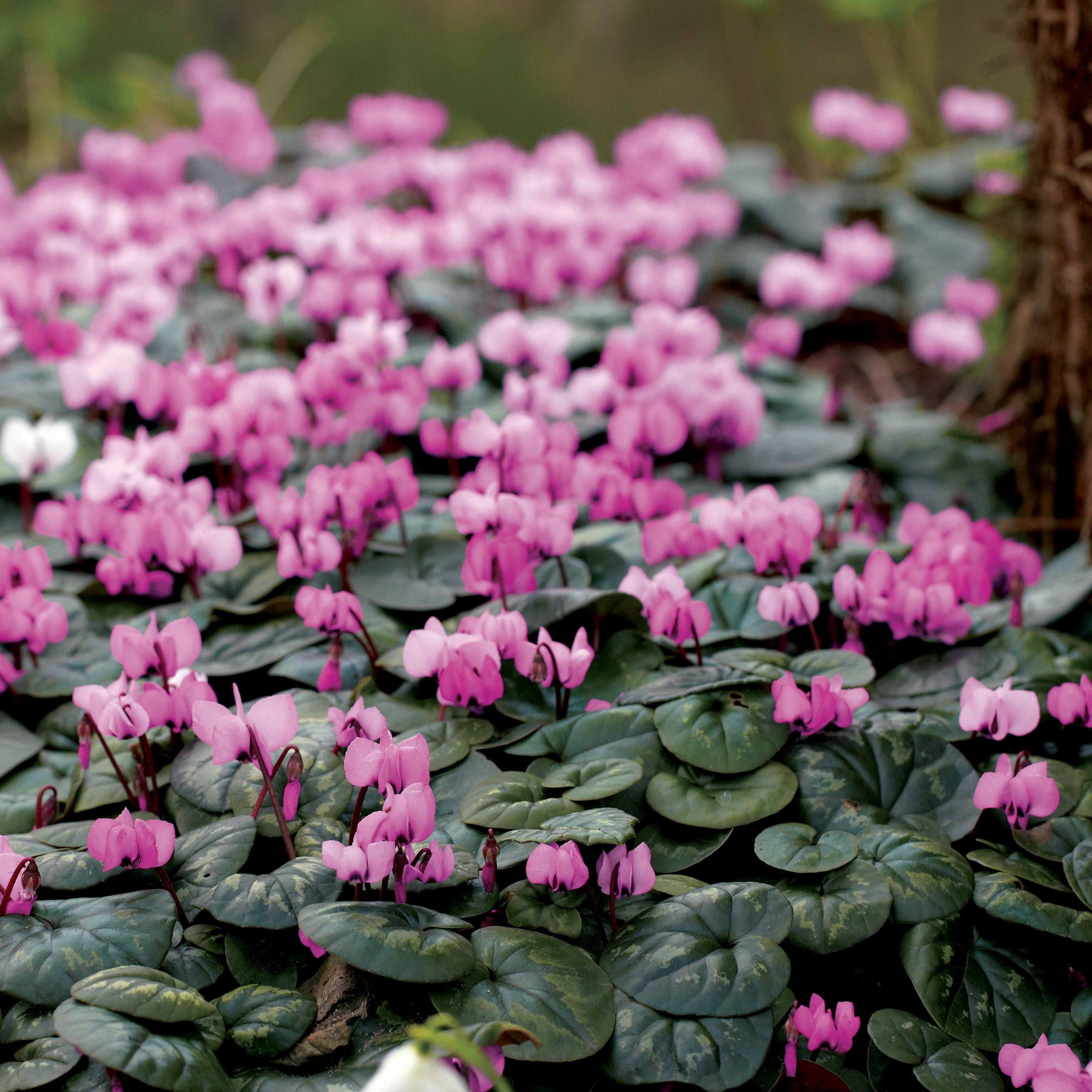 3 Cyclamens de l'île de Cos roses - Cyclamen coum