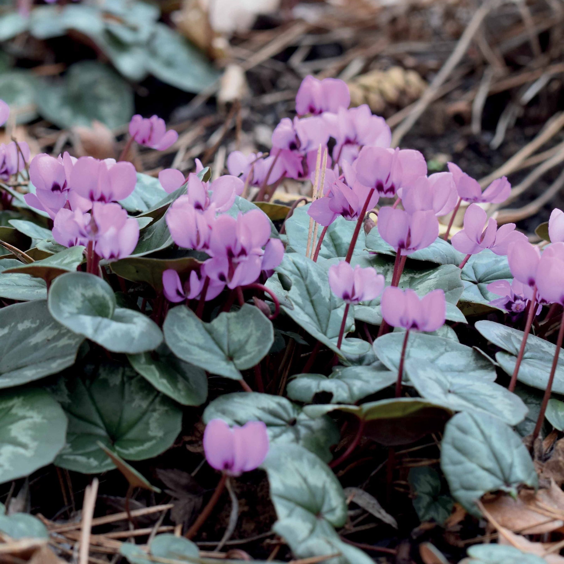 3 Cyclamens de l'île de Cos roses - Cyclamen coum