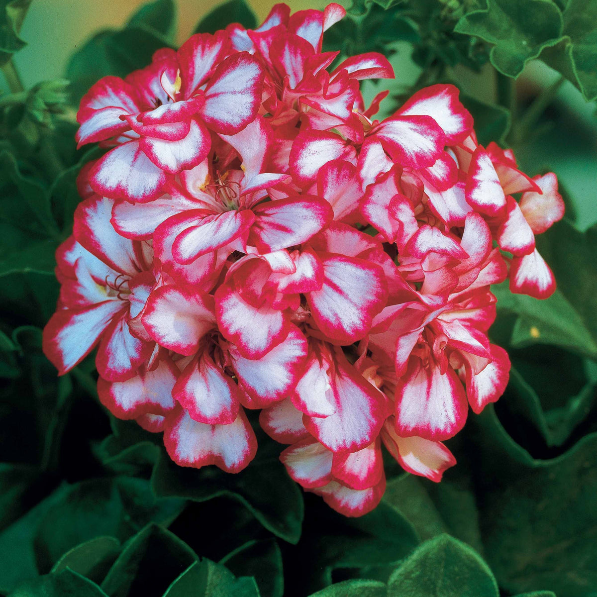 3 Géraniums-lierre bicolores - Pelargonium peltatum nixe - Willemse