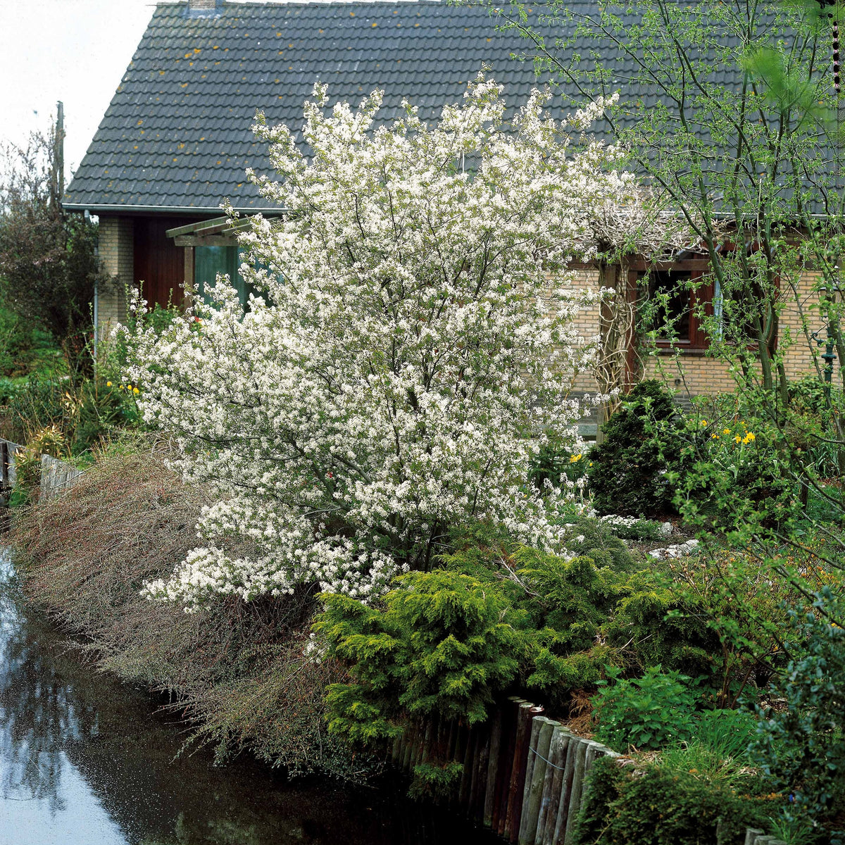 Amélanchier de Lamarck - Amelanchier lamarckii - Willemse