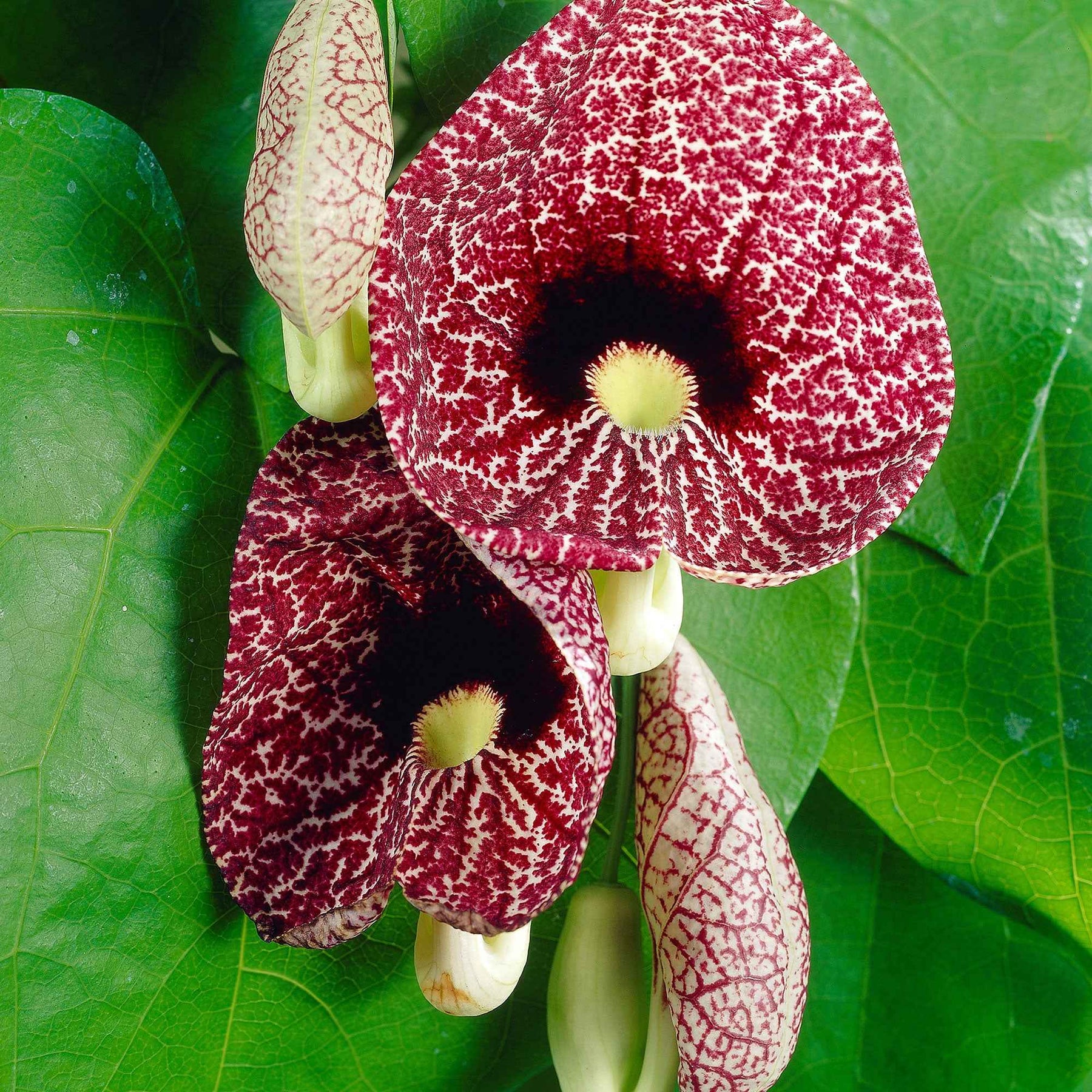 Aristoloche - Aristolochia macrophylla