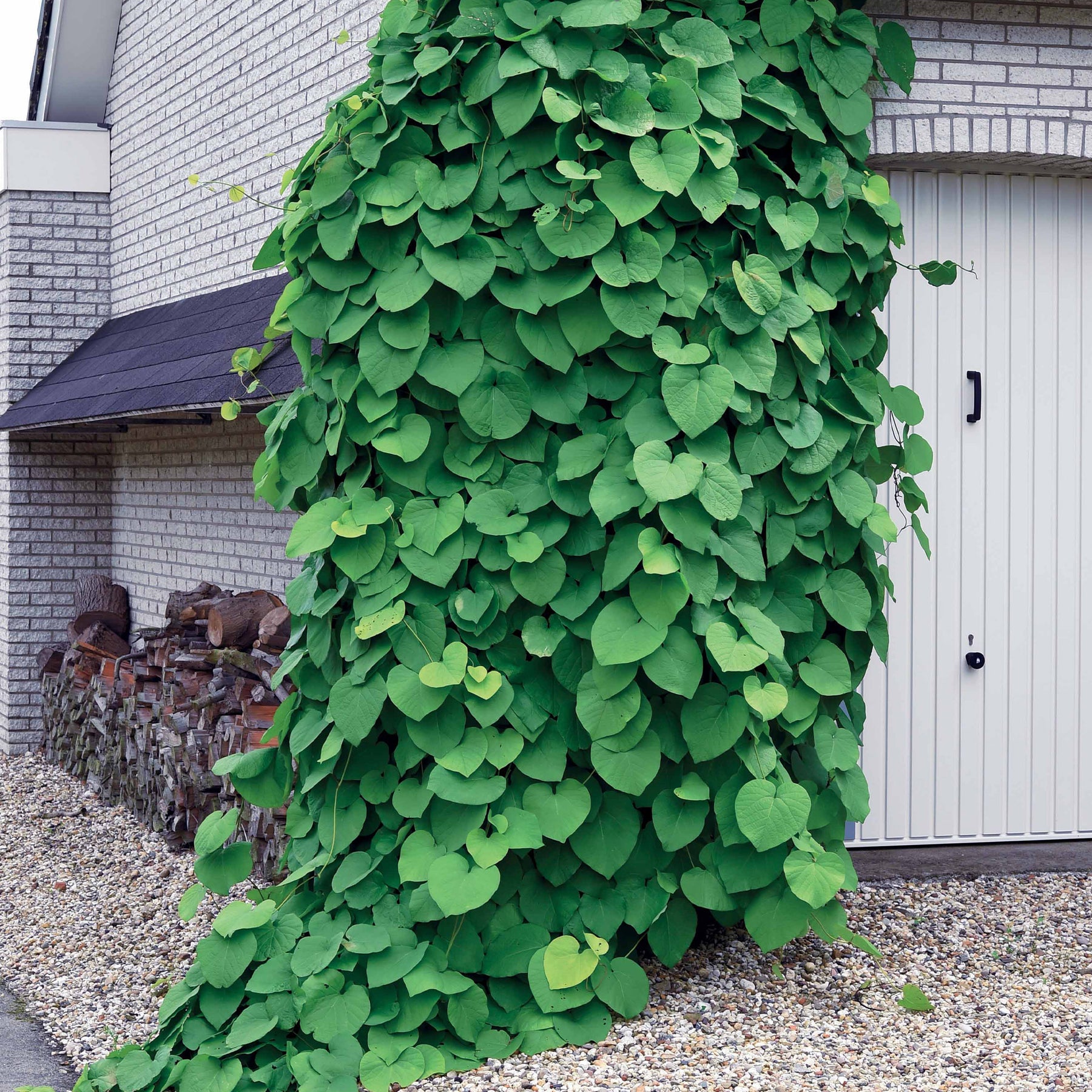 Aristoloche - Aristolochia macrophylla - Plantes