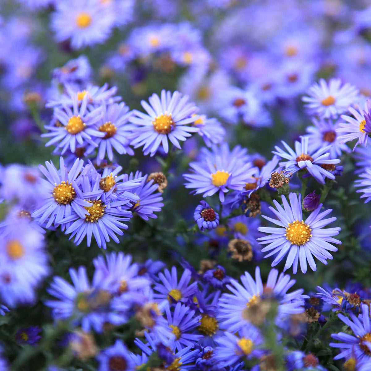 Aster dumosus Lady In Blue - Aster dumosus Lady in Blue - Willemse