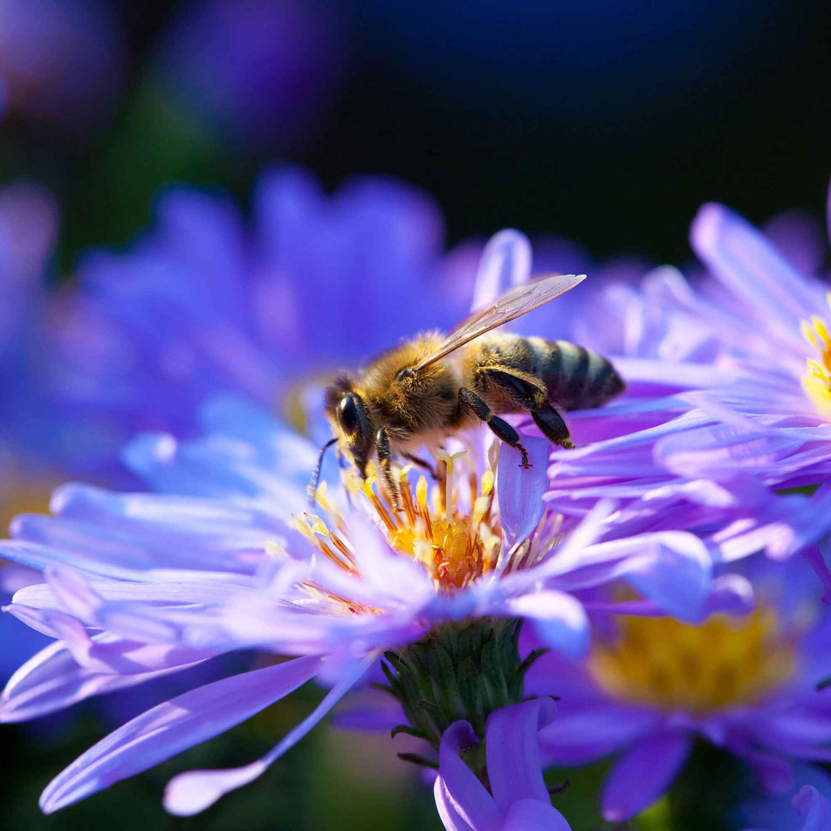 Aster dumosus Lady In Blue - Aster dumosus Lady in Blue - Willemse
