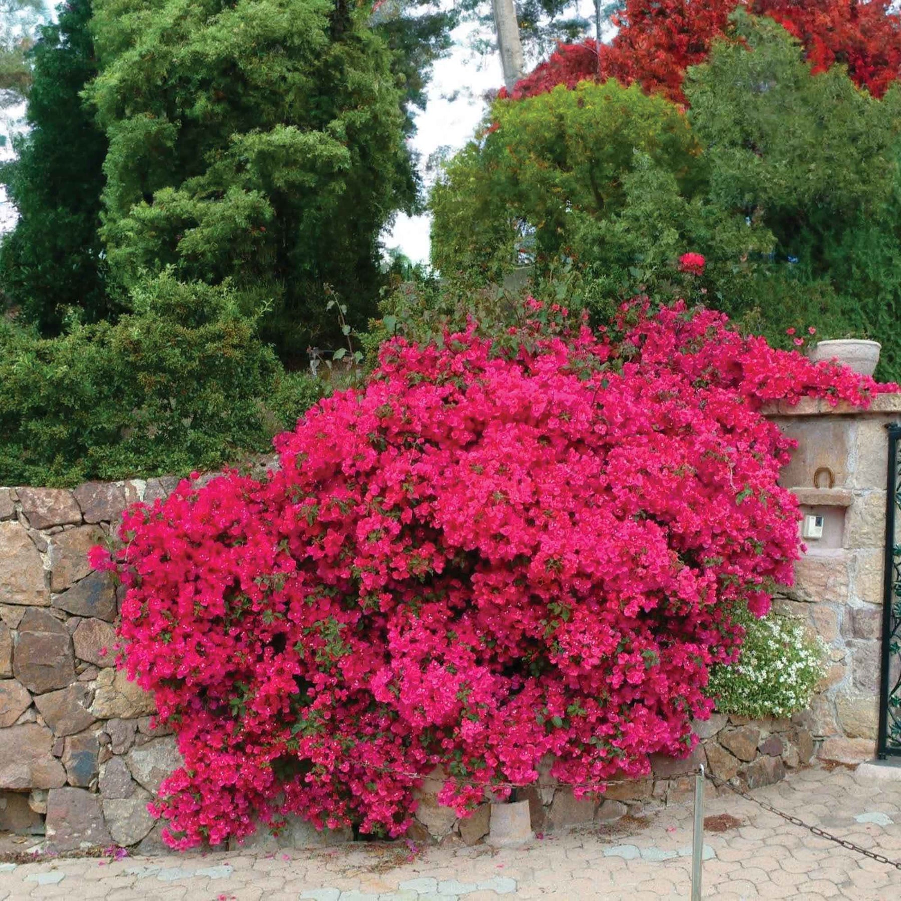 Bougainvillier Rose - Bougainvillea pink - Plantes