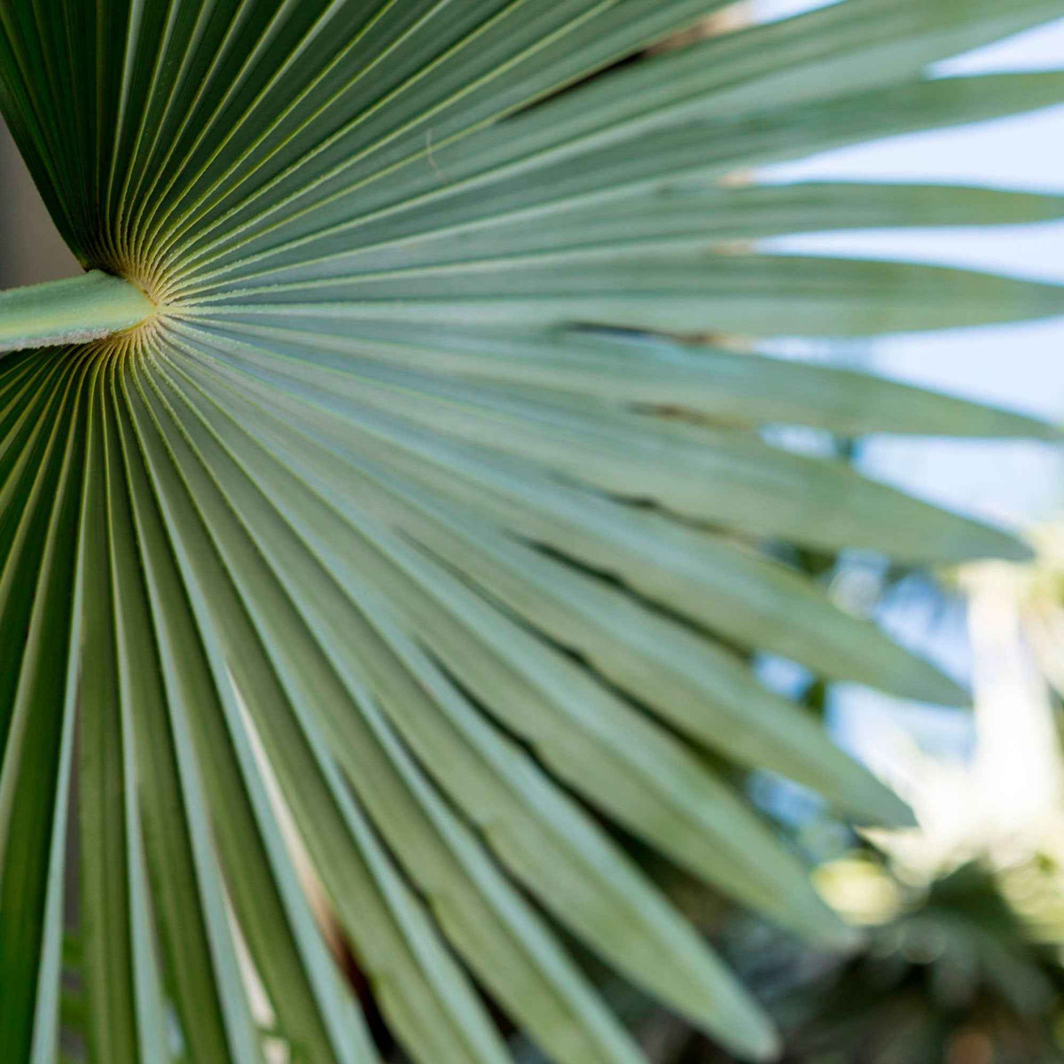 Palmier nain de Méditerranée - Chamaerops humilis - Willemse
