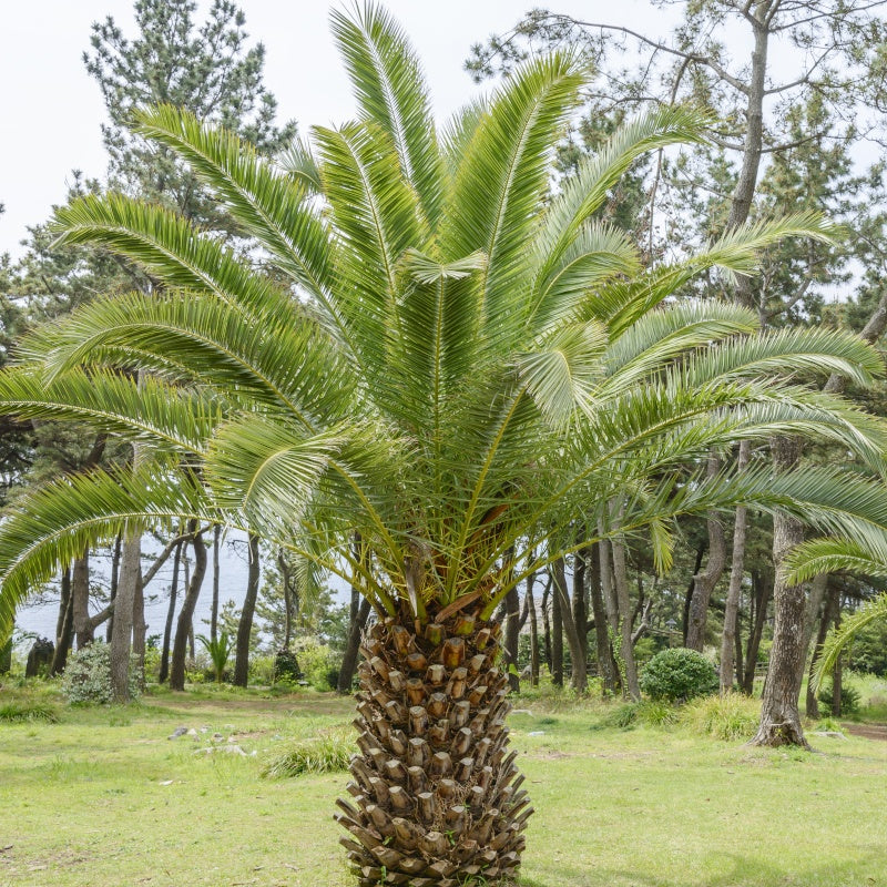 Palmier des Canaries - Phoenix canariensis - Palmier