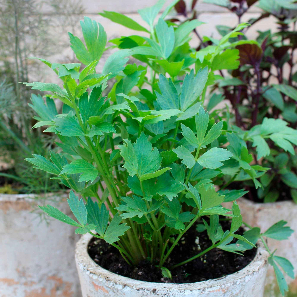 Livèche - céleri perpétuel - Levisticum officinalis - Willemse