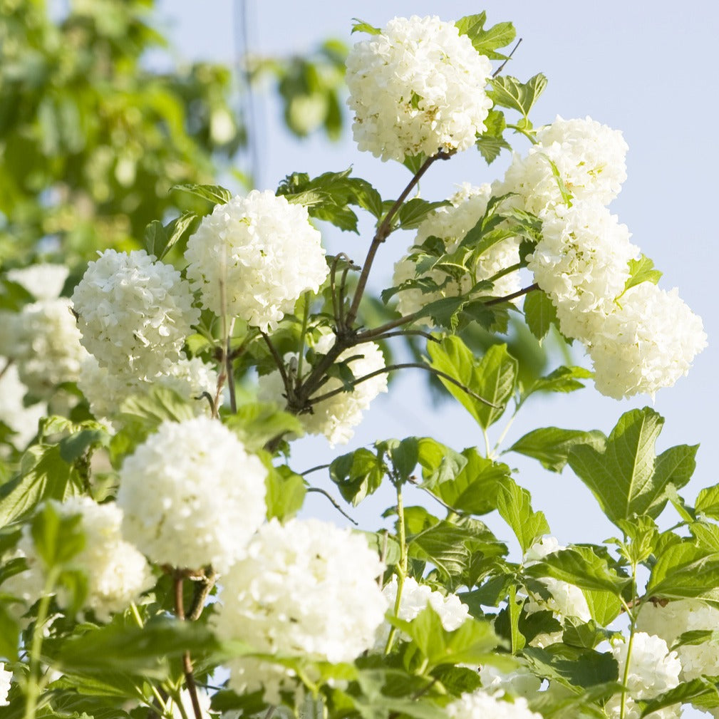 Viorne Boule de neige - Viburnum opulus roseum - Viornes