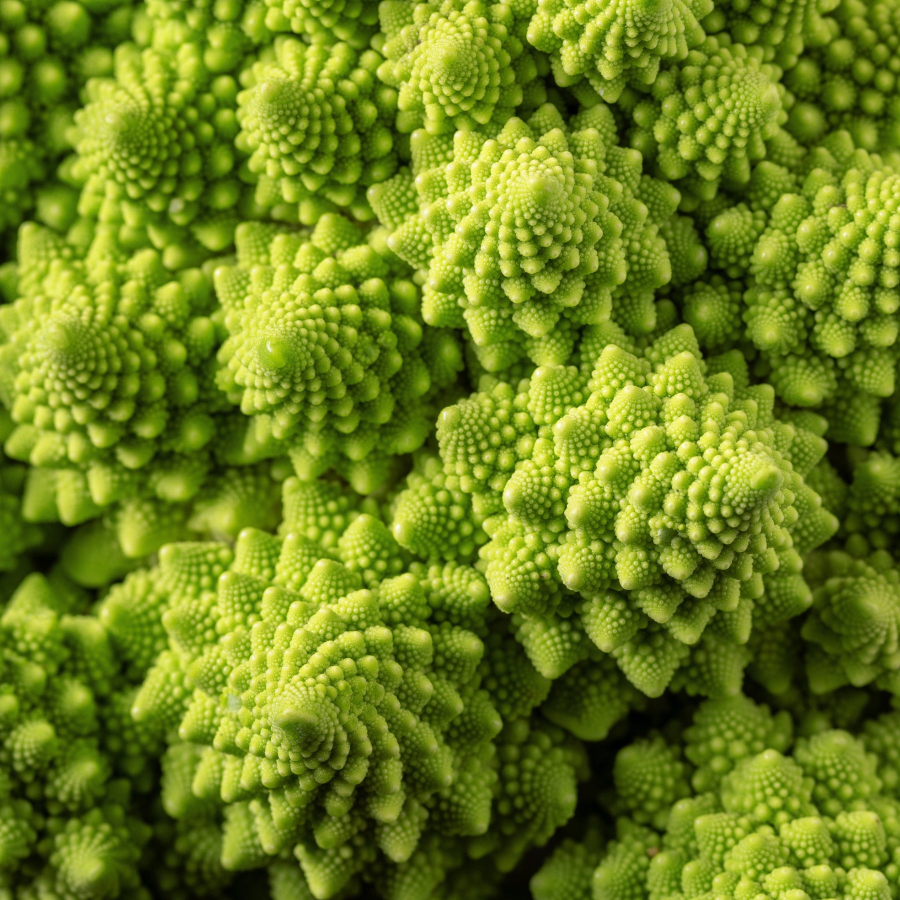 Chou brocoli Romanesco