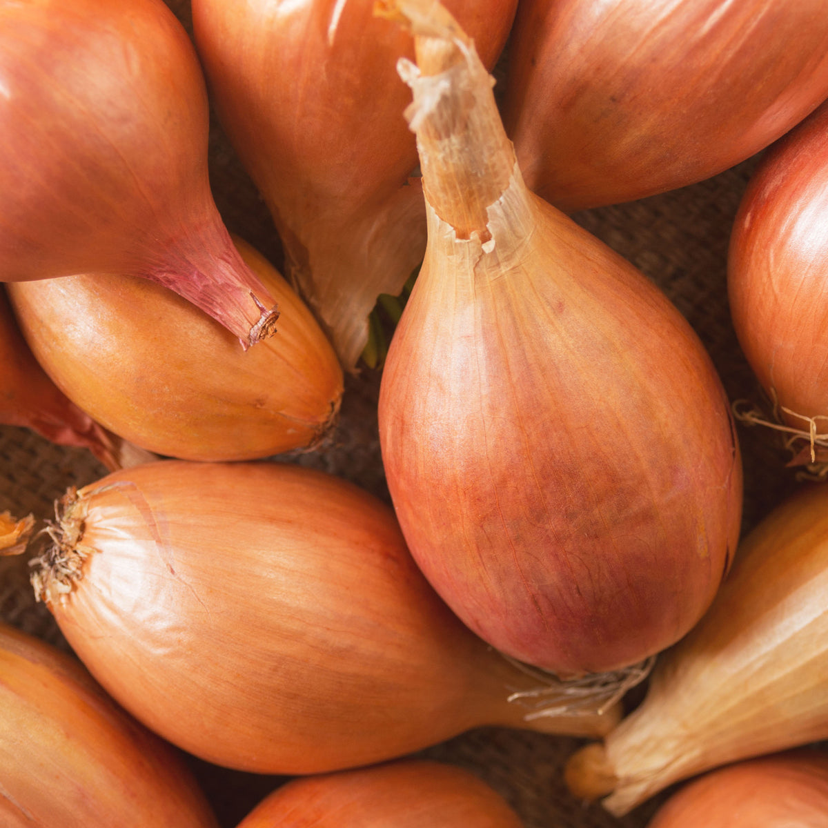 Oignon-échalion Zebrune - Allium cepa -échalion Zebrune - Willemse