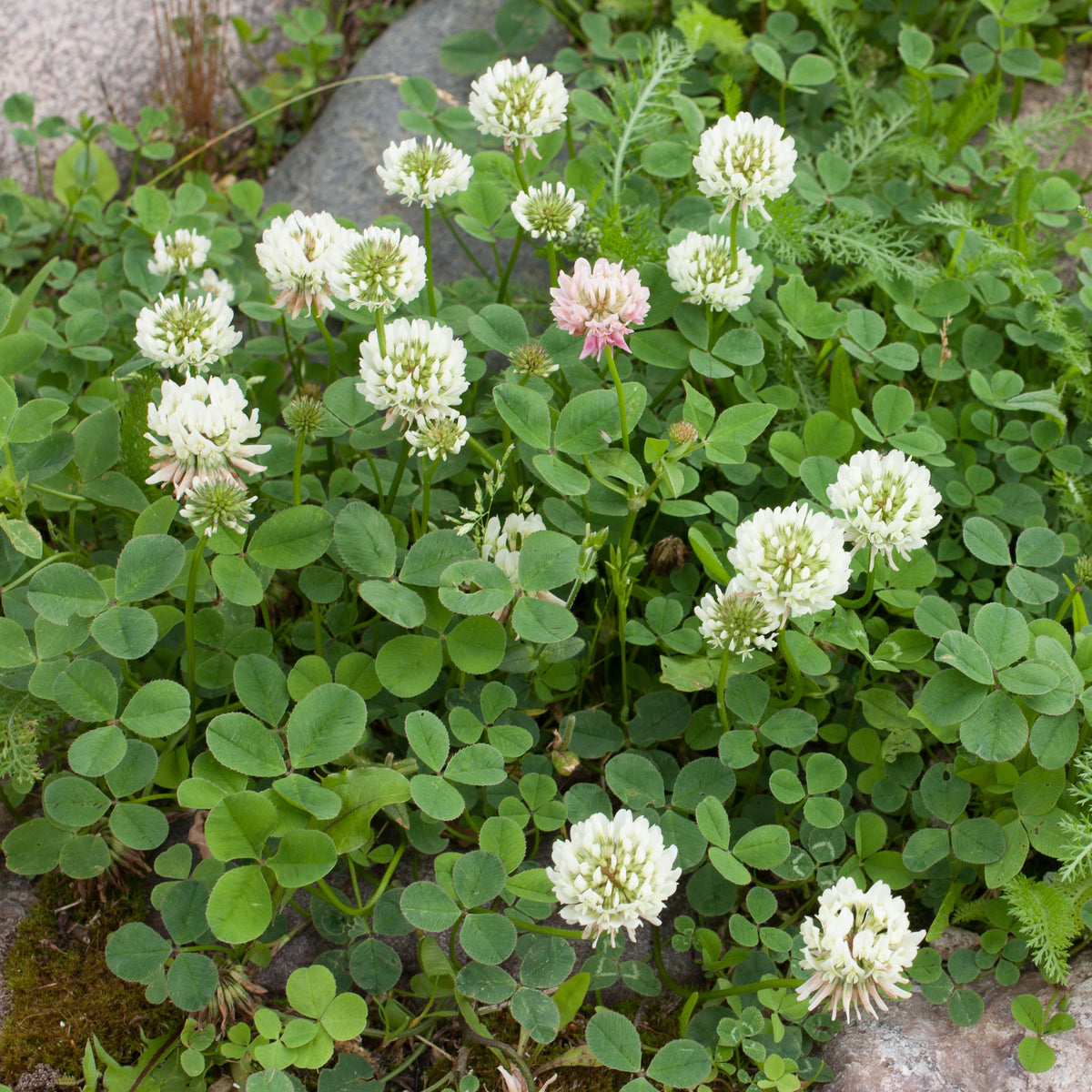 Trèfle blanc nain - Trifolium repens - Willemse