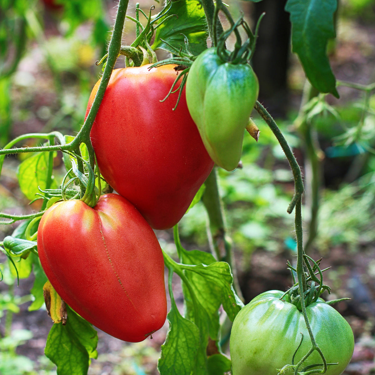 3 Plants de Tomate Coeur de Boeuf - Solanum lycopersicum coeur de boeuf - Willemse