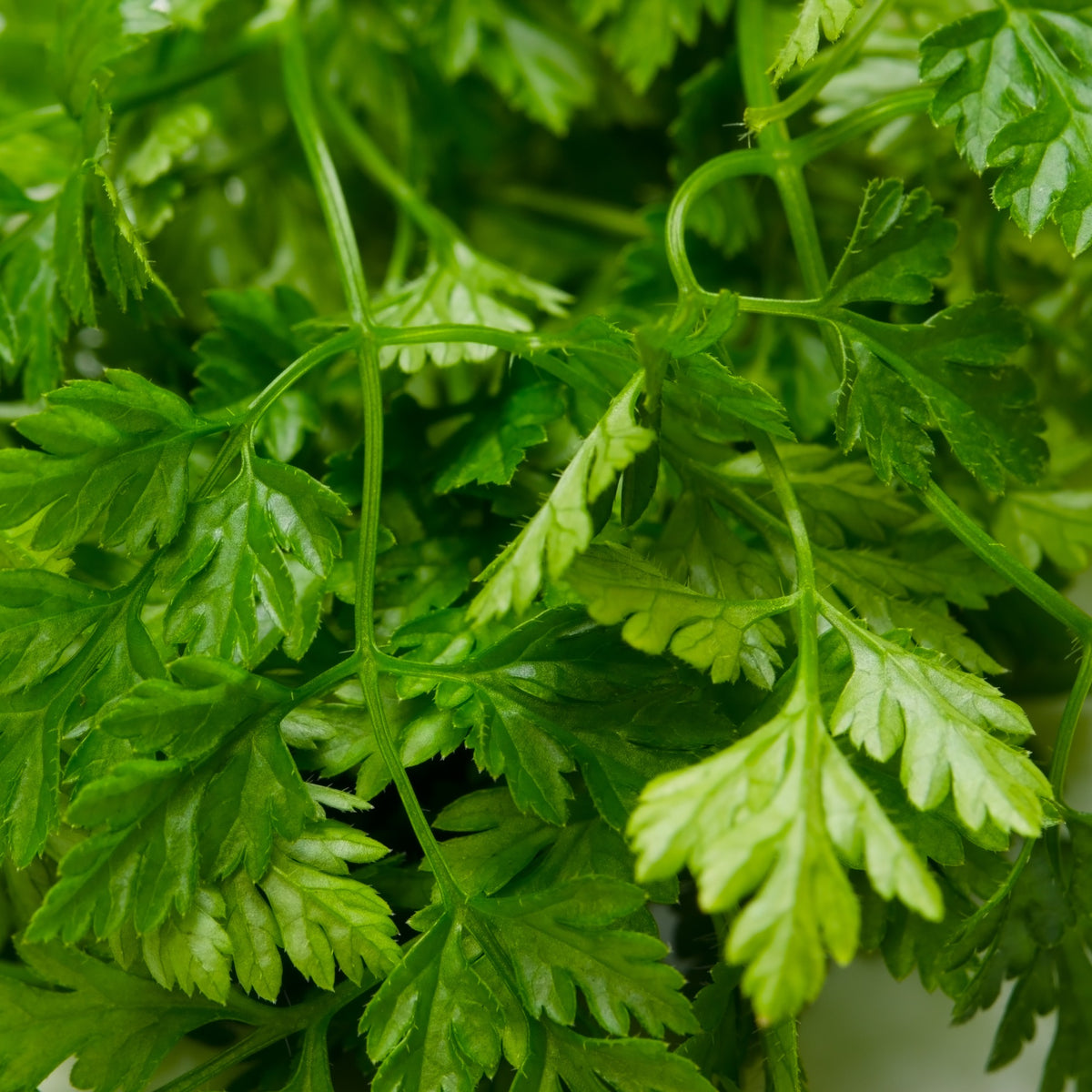 Cerfeuil frisé - Anthriscus cerefolium - Willemse