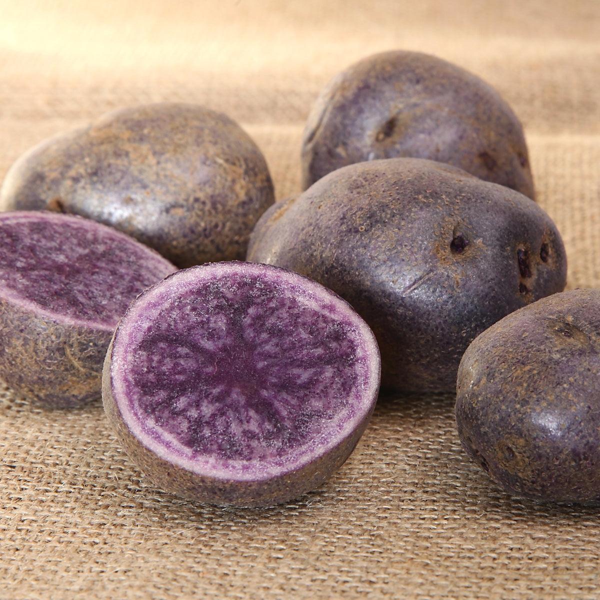 10 Pommes de terre Bleue d'Artois ® - Bleue de la Manche - Solanum tuberosum bleue d'artois ® (bleue de la man - Willemse