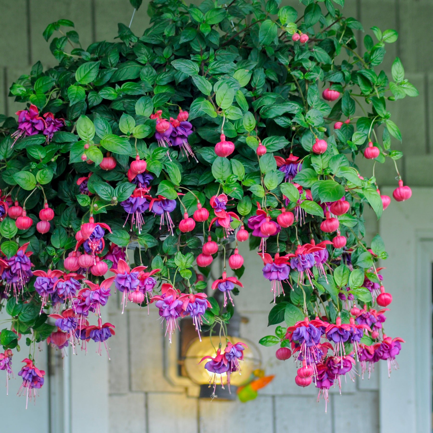 3 Fuchsias retombants Dark Eyes - Fuchsia dark eyes